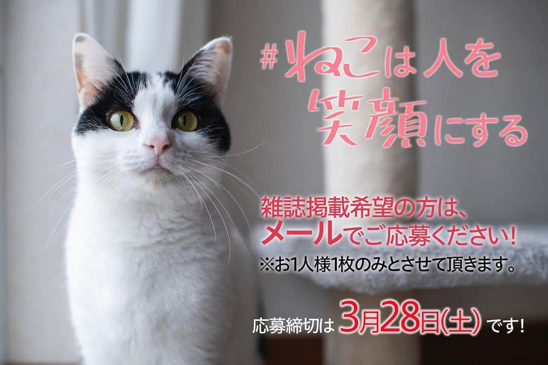 ねこさんのインスタグラム写真 - (ねこInstagram)「先日から募集開始している、【#ねこは人を笑顔にする】❣️企画😊✨ 4月11日発売予定の雑誌「ねこ」に掲載ご希望の方は、インスタ投稿ではなく、『メール』でご応募ください❣️❣️🙇‍♂️✉️ こちらに関しては、おひとり様1枚のみのご応募とさせて頂きます❣️締切は3月28日(土)いっぱいです🔅ぜひぜひ皆さんご応募ください〜✨ ※インスタ投稿に関しては、特に、期限や枚数など制限はないので、引き続きご自由に投稿ください🤗🌈出来るだけ沢山の方のお写真をリポストできるように頑張ります🥰❤️ 何かご不明点があればコメントくださいねっ🐟 どうぞよろしくお願いします✨✨ #neko_magazine #NEKONOBA #ねこマガジン #ネコノバ #ねこ #猫 #cat #catstagram #cat」3月27日 14時14分 - neko_magazine