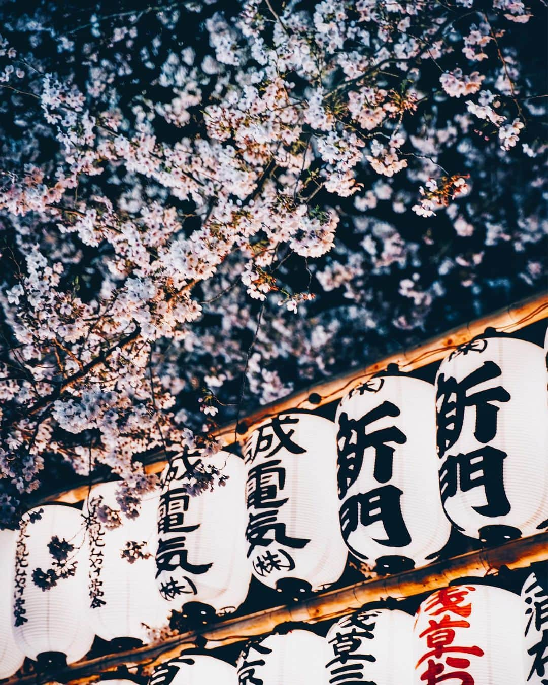 HAYAMI HANNAH ハナさん ど田舎さんのインスタグラム写真 - (HAYAMI HANNAH ハナさん ど田舎Instagram)「Night Cherry Blossoms 🌸 ‘ Senso-Temple,Asakusa,Tokyo : 皆んなになにも起きませんように🙏🌸 : #浅草寺 #asakusatemple #cherryblossom」3月27日 19時50分 - hayamihannah