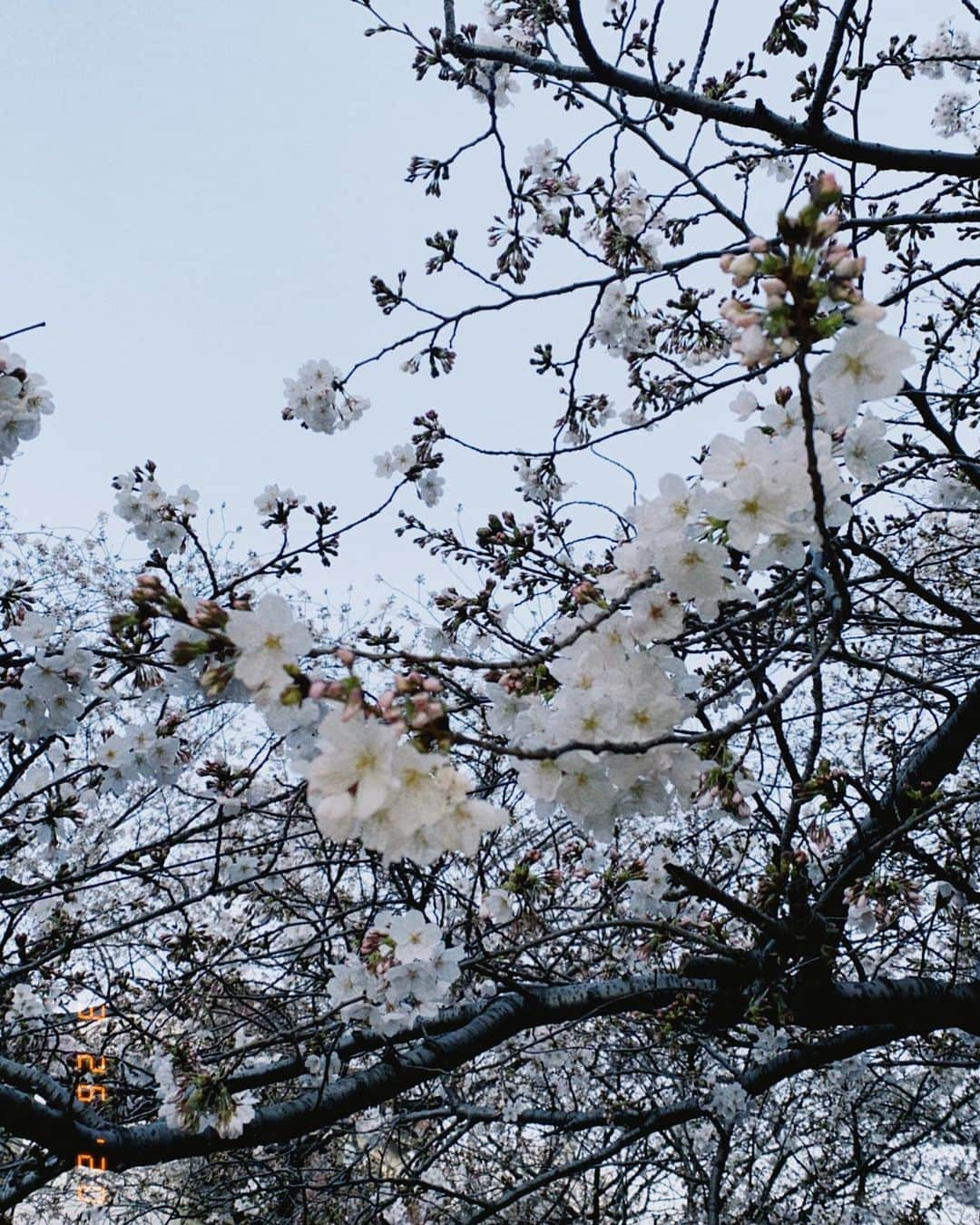 岡山友里愛さんのインスタグラム写真 - (岡山友里愛Instagram)「今年はお花見自粛なので桜を見つけたら毎日撮ってしまいます📷🌸﻿ ﻿  桜の有名な観光名所も通行止めになったり﻿ 新型ウイルスの影響がたくさん出てますね😢﻿ ﻿ ﻿ 土日は外出の制限がありますが﻿ お家で読書したりDVD見たりゆったりと過ごします☺️﻿ ﻿ ﻿ できる限りの予防をして﻿ 1日も早い終息を願うばかりですね🙏﻿ 平穏な日が訪れますように… ﻿ ﻿ ﻿#コロナウイルスが早く終息しますように #平穏な日々を願って」3月27日 15時11分 - ___yuria____