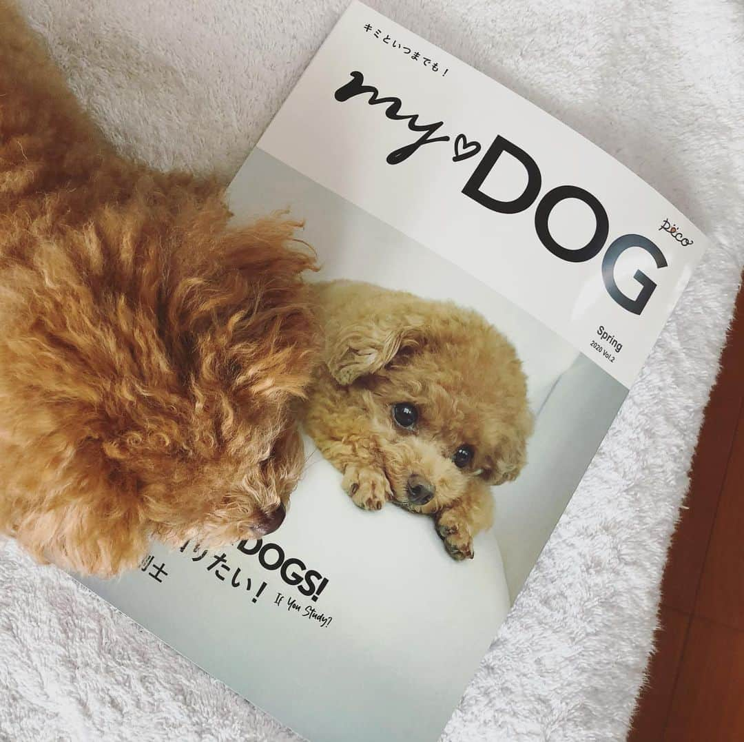 ふわさんのインスタグラム写真 - (ふわInstagram)「@pecomydog_official  うちの子が表紙になっちゃう雑誌☺︎ #pecomydog #pecomydog世界にひとつだけのうちのコ表紙  #届くまでわくわくです 「マイドッグ　雑誌」で検索!! #toypoodle#toypoodlegram#dogsofinstagram#instadog#doglover#doglife#dog#fuwamama#ふわもこのふわ#ふわ#トイプードル#ふわもこ部#犬バカ部#親バカ部#犬のいる暮らし」3月27日 15時03分 - huwayama