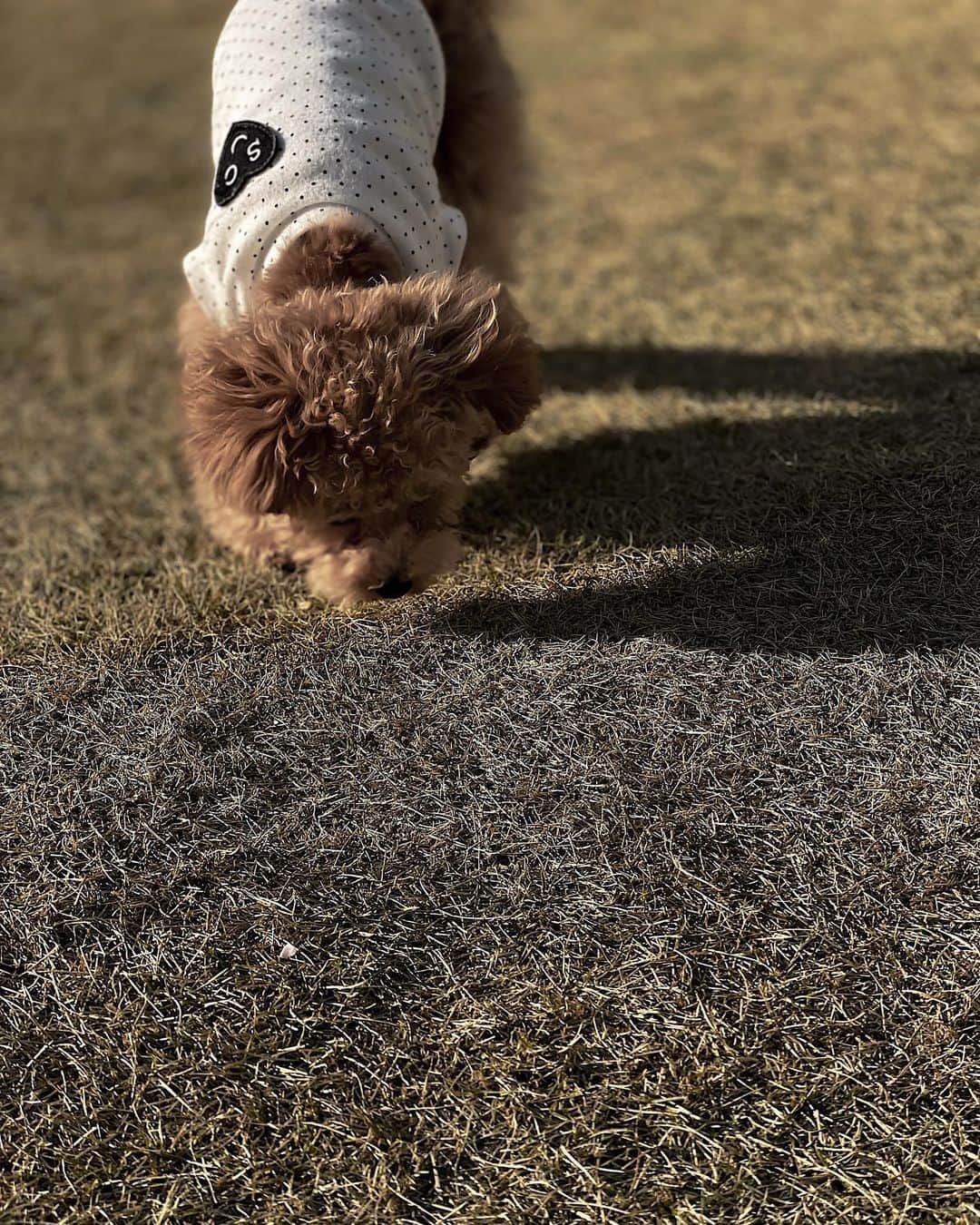 仲村美香さんのインスタグラム写真 - (仲村美香Instagram)「グラミー初めての芝生🍀 最初嫌がってたけど ちょこちょこ歩いたりして 可愛かった🤤♡♡♡ また行こうね♡ @grammy.dog ・ ・ ・ コロナでおじいちゃん、 おばあちゃんに会えないから 久しぶりに長電話した☎️✨ 早く会いたいな…😢。 グラミーの写真送ったら 喜んでいた🤤❤️笑 皆様も気を付けてください！ ・ ・ ・ #Grammy #dog #grammydog #犬 #fashion #poodlelove #dogstagram #doglover #dogs #いぬすたぐらむ #イヌスタグラム  #犬スタグラム #ドッグ#doglovers #子犬　#puppy #puppylove #puppydog#トイプードル #ティーカッププードル #poodle#ファッション #ふわもこ部 #わんこのいる生活  #kawaii #kawaiifashion #kawaii🌸  #picture」3月27日 15時06分 - mikapu0519