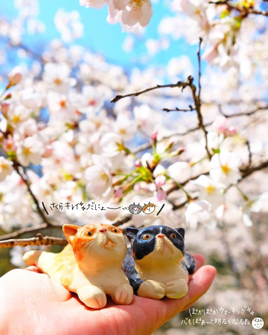 なっつ。さんのインスタグラム写真 - (なっつ。Instagram)「🌸 近くの遊歩道をお散歩。 ぷにぽぽ。も一緒だよ✨ 人混みになるような 桜スポットには行けないけど お散歩しながら眺める桜に 幸せを感じる。 ちょっと窮屈な日常の中に 色んなhappyが隠れてる。 ・ ・ ・ #桜#sakura#日々#はなまっぷ#ファインダー越しの私の世界#東京カメラ部#写真好きな人と繋がりたい#言葉#ig_japan#instagood#IGersJP#team_jp_flowers#flipping_flower#lovers_nippon #花#beautiful#sugar_poppo#loves_flowers_#walkingtime#cherryblossom#なっつのイマソラ」3月27日 15時15分 - punipopo