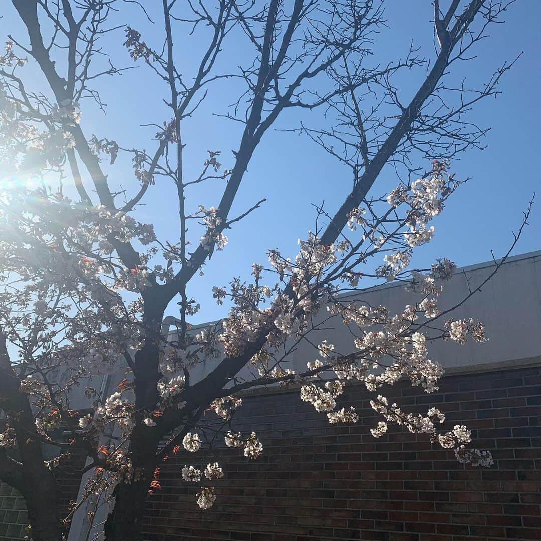 萩原舞さんのインスタグラム写真 - (萩原舞Instagram)「来年のお花見 なにしようか考えとこ〜っと😉」3月27日 15時42分 - mai_hagiwara_22462