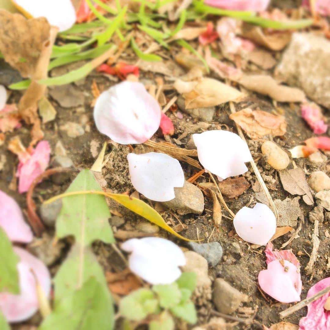 エジソンママ - EDISONmamaさんのインスタグラム写真 - (エジソンママ - EDISONmamaInstagram)「. ﻿ ✨シリコンねんど✨ ﻿ . ﻿ . ﻿ シリコンねんどで ﻿ 「🌸桜の花びら🌸」 を表してみました！ ﻿ . ﻿ ﻿ 3月も下旬になり、﻿ かなり暖かくなってきましたね！﻿ ﻿ 今回は地面に落ちる桜の花びらを作成してみました😇﻿ ﻿ 皆さんはどれがシリコンねんどか分かりますか？？﻿ ﻿ シリコンねんどはこんなに本物そっくりに作れます✨﻿ ﻿ ぜひ挑戦してみてください♪ ﻿ . ﻿ . ﻿ 只今、エジソンママ公式Instagramでは ﻿ 「シリコンねんど」フォトコンテストを開催中です🎈💕 ﻿ . ﻿ 皆さまの素敵な作品を ﻿ #シリコンねんどフォトコン ﻿ #シリコンねんどフォトコンみんなの2020 ﻿ ﻿ タグをつけて投稿してください！😍 ﻿ . ﻿ 詳細は1/31の投稿をご覧ください。 ﻿ 沢山のご応募お待ちしております♪﻿ ﻿ （※正解は花びら🌸の先に切れ込みがある﻿ 中央の5枚をシリコンねんどで作成しました）﻿ ﻿ #エジソンママ#エジママ#EDISONmama#さくら#桜＃さくらの日#桜の日#桜スイーツ#春#はる#シリコンねんどフォトコン#シリコンねんどフォトコンみんなの2020#みんなの2020#シリコンねんど#ねんど#乾かない のに #焼く と #固まる#不思議なねんど#ねんどアート#おもちゃ#ママ#パパ#ベビー#親子#プレゼント企画」3月27日 16時13分 - official_edisonmama