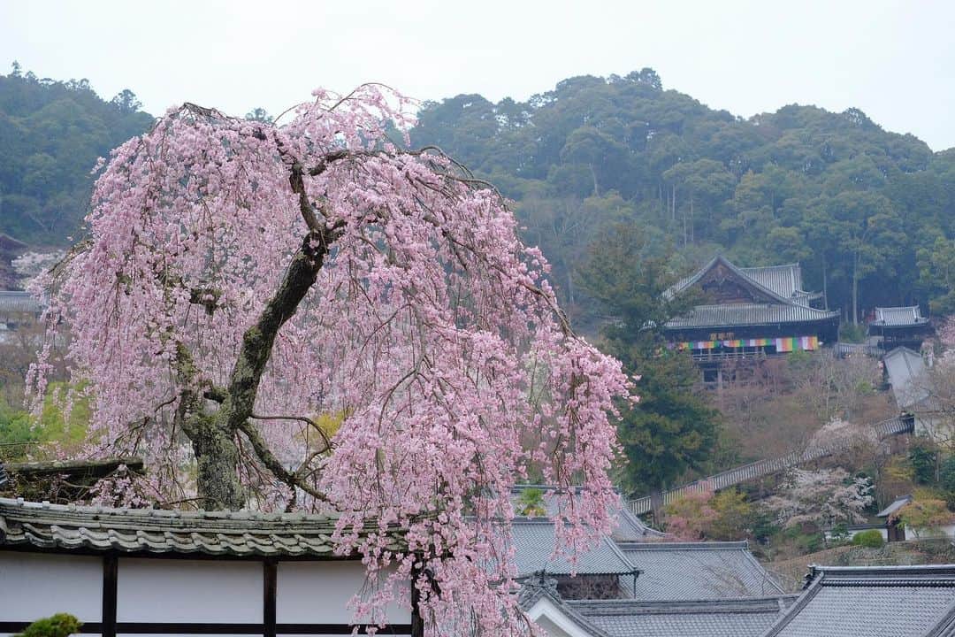 奈良 長谷寺 / nara hasederaのグルメインスタ