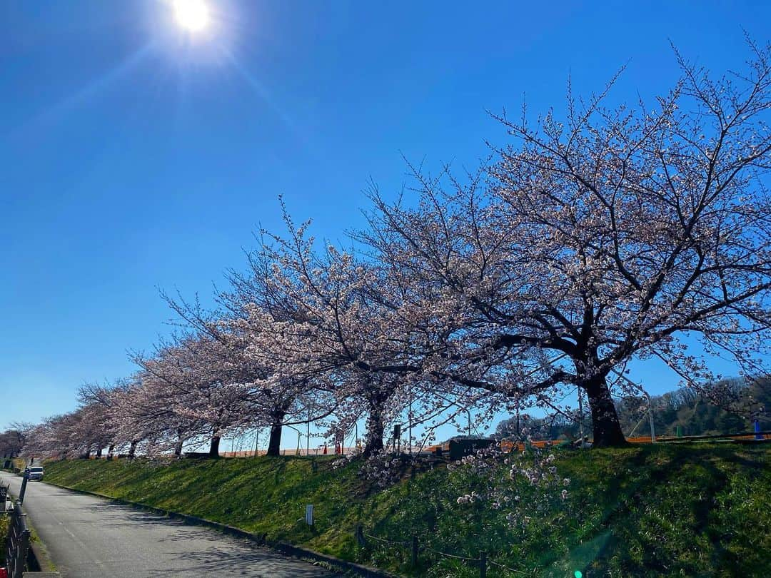 佐野真彩さんのインスタグラム写真 - (佐野真彩Instagram)「自転車番組のロケで　#たまリバー　を走りました🚴‍♀️ 桜が綺麗に咲いていて、お花見しながらの良いロケになりました🌸 . . #sakura #cycling #自転車番組　#自転車女子　#cherryblossom #hamura #羽村　#福生　#たまリバー50キロ #多摩川　#キャスター　#フリーアナウンサー　#土手桜　#モデル　#fitnessgirl #宮の下運動公園 #明神下公園　#お花見」3月27日 16時26分 - sano.maya