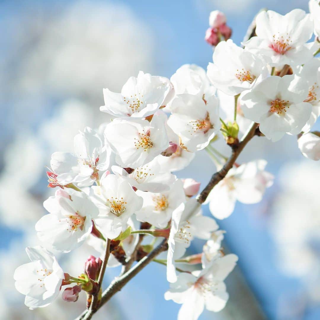 KEINA HIGASHIDEさんのインスタグラム写真 - (KEINA HIGASHIDEInstagram)「きょうは #さくらの日 なんだとか。  お散歩で見つけた桜きれいだったなぁ🌸  #お花見のおすそわけ #cherryblossom #keepdistance」3月27日 16時36分 - keina_higashide