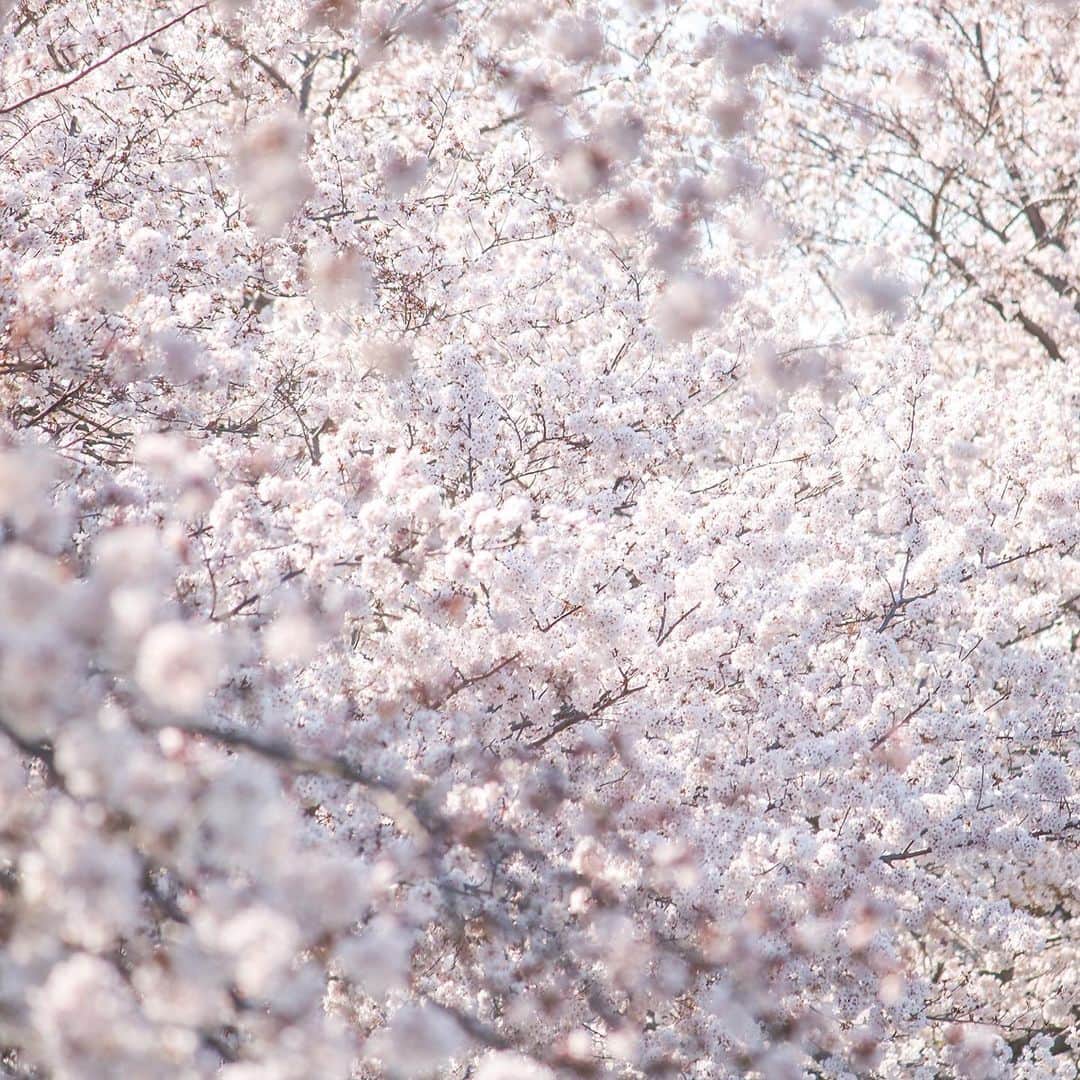 KEINA HIGASHIDEさんのインスタグラム写真 - (KEINA HIGASHIDEInstagram)「きょうは #さくらの日 なんだとか。  お散歩で見つけた桜きれいだったなぁ🌸  #お花見のおすそわけ #cherryblossom #keepdistance」3月27日 16時36分 - keina_higashide
