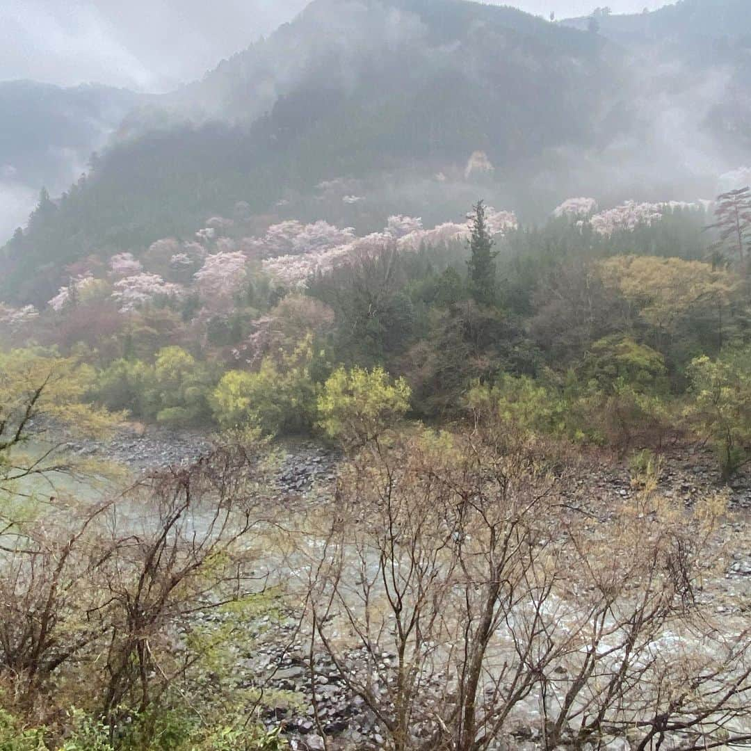 kawanepassportのインスタグラム：「静岡県川根本町 八木地区 大井川沿いに桜🌸が 綺麗に咲いています🤗🌸 雨☂️の中のお花見も いいものですよ🥺👍 ・ ・ ・ #kawanepass  #kawanepassport #川根パスポート #かわねパスポート #クーポンブック  #大井川鐵道 #大井川鉄道  #oigawarailway  #oigawatetsudo  #田舎 #田舎ぐらしを楽しむ  #いなかぐらし  #japan #japantravel  #田舎の風景  #countryside #countrylife #kawanephoto #川根の風景 #田舎暮らし #旅行 #旅行好きな人と繋がりたい #旅行好き #japan_of_inst #日本の風景 #静岡県 #shizuoka #happiness #川根本町 #kawanehoncho」