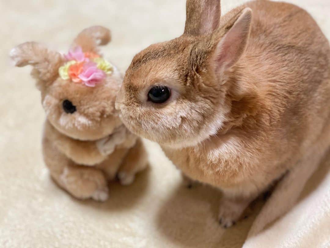 ラン?さんのインスタグラム写真 - (ラン?Instagram)「仲良し🐰🐰🐰❤ ☆ 3ぴょんで( ´ ▽ ` )/ ☆  #うさぎ #ネザーランドドワーフ #rabbit #bunny #bunnystagram  #rabbitstagram  #cute  #かわいい #ふわもこ部  #もふもふ  #zip写真部  #アニマル写真部 #instagramjapan #netherlanddwarf #うさぎと暮らす  #うさぎのいる暮らし #癒し #kawaii #ランちゃん  2020.03.27」3月27日 16時39分 - mofumofuusako