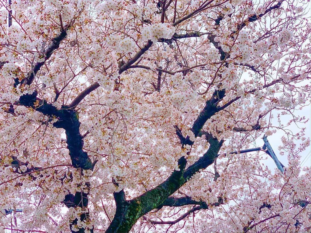 松山愛里のインスタグラム：「スタジオからの帰り道 . 空を見上げてぽーっと桜見たの 今年初めてだなぁ . 心を落ち着かせて 気持ちに余裕を持って 冷静な判断を🌸 . 笑顔いっぱいの日常が早く戻りますように 桜よありがとう☺️」