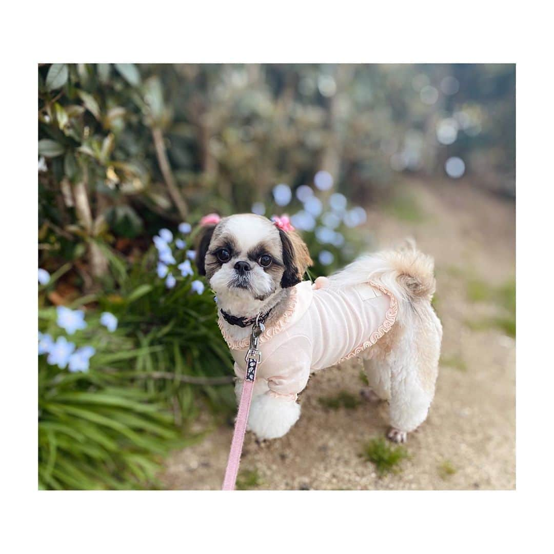 多田愛佳さんのインスタグラム写真 - (多田愛佳Instagram)「愛犬🐶リオン🌼 もう少しで2歳✌︎ . お洋服は韓国通販の @commonunique_jp  ペットアイテムも売ってるのぉっょぃ。 愛犬とお揃いの洋服も売ってるよ🐶❤️☺️」3月27日 17時12分 - lovetannnnnn