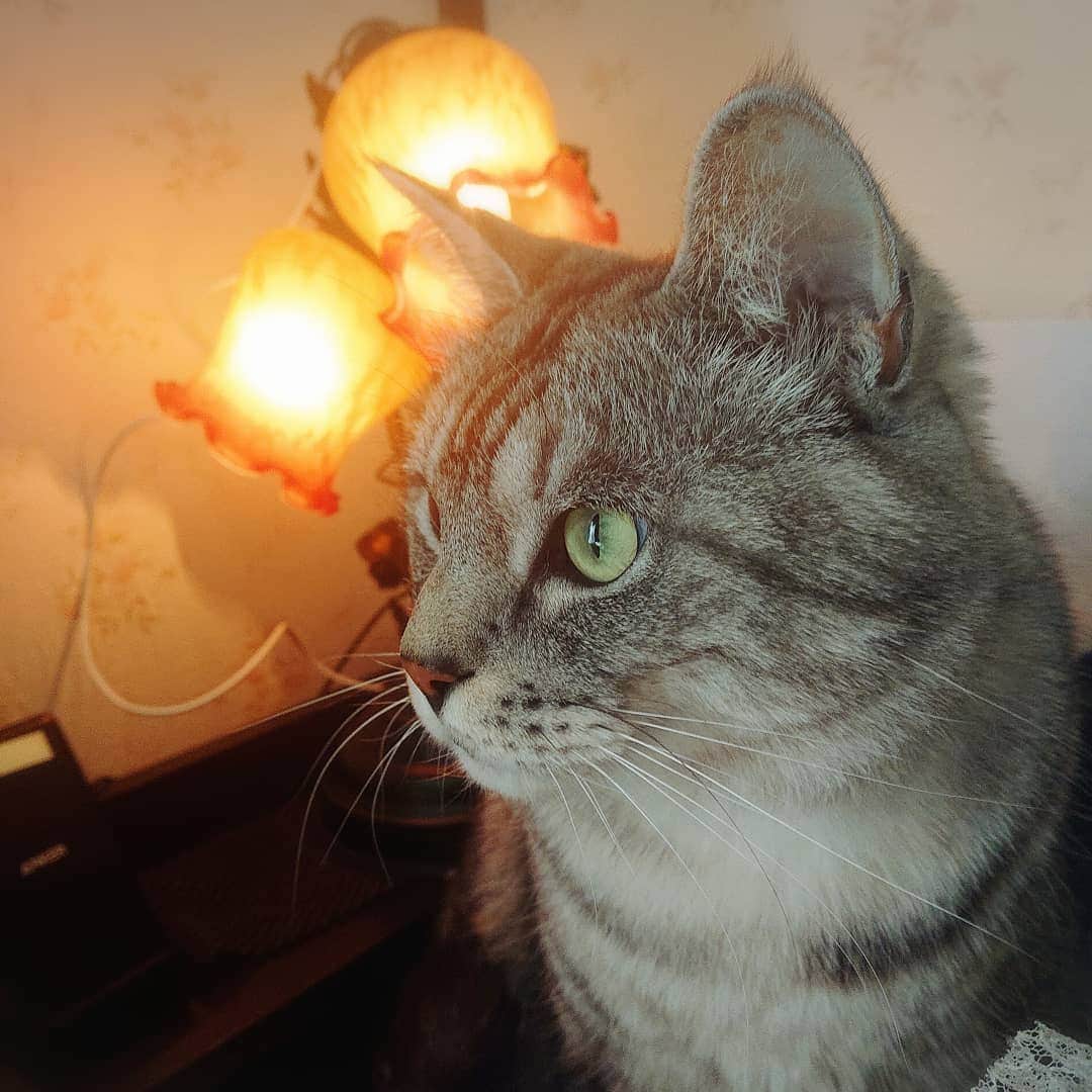 のインスタグラム：「#ねこすたぐらむ #ねこ #cat」