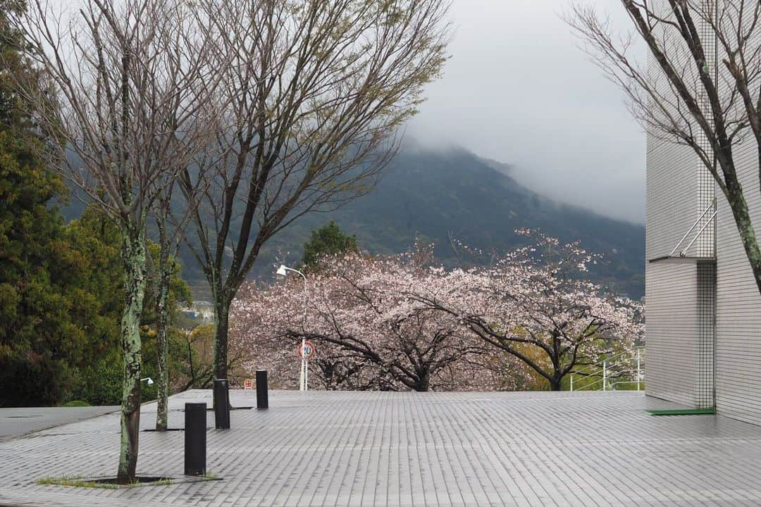 福岡女子短期大学さんのインスタグラム写真 - (福岡女子短期大学Instagram)「こんにちは、福岡女子短期大学です。 . 昼過ぎまで雨が降っていましたが、今は雨もやんで曇り空です。 . キャンパスの桜は今年もご覧のとおりとても綺麗に咲いています。もう少しで満開になりそうです。 . 4月1日の入学式は中止となりましたが、新入生オリエンテーションは4月1日～3日まで3日間開催されます。 . 満開の桜で新入生をお迎えできればと思います。 . #福岡女子短期大学　#福女短　#桜 ＃桜開花情報 . この投稿をご覧になって「いいね👍」「役に立った」と思われた方は、@fukuoka_wjc をフォローをお願いします🥺 . ========[ お知らせ ]======== . 福岡女子短期大学の資料（2020大学案内📕学生募集要項）を無料送付中です。本学ホームページ📲（http://www.fukuoka-wjc.ac.jp/siryo.html）からお気軽に申し込みください🌟 . 西鉄福岡（天神）駅🚋北口改札前・地下鉄🚃天神駅に設置されている資料ボックスに本学も参画しております。『2020大学案内📕』につきましてはこちらでも配布しております🖌 . ========================= . 子ども学科/健康栄養学科 音楽科/文化教養学科 . 【福岡女子短期大学】 http://www.fukuoka-wjc.ac.jp 住所：‪‪‪‪福岡県太宰府市五条四丁目16番‬1号‬‬‬ tel：092-922-4034‬‬‬（代表） fax：092-922-6453 . #桜 #さくら #太宰府 #お花見 #はなまっぷ #花フレンド #花好きな人と繋がりたい #キリトリセカイ #写真で伝えたい私の世界 #写真は心のシャッター #ダレカニミセタイケシキ #お写んぽ #ふんわり写真部 #dazaifu #cerasuscampanulata #prunus #cerasus #japanesecherry #sakura #cherryblossom #cherryblossoms #flower #flowers #zosteropsjaponicus #japanesewhiteeye #春は必ず来る」3月27日 17時21分 - fukuoka_wjc