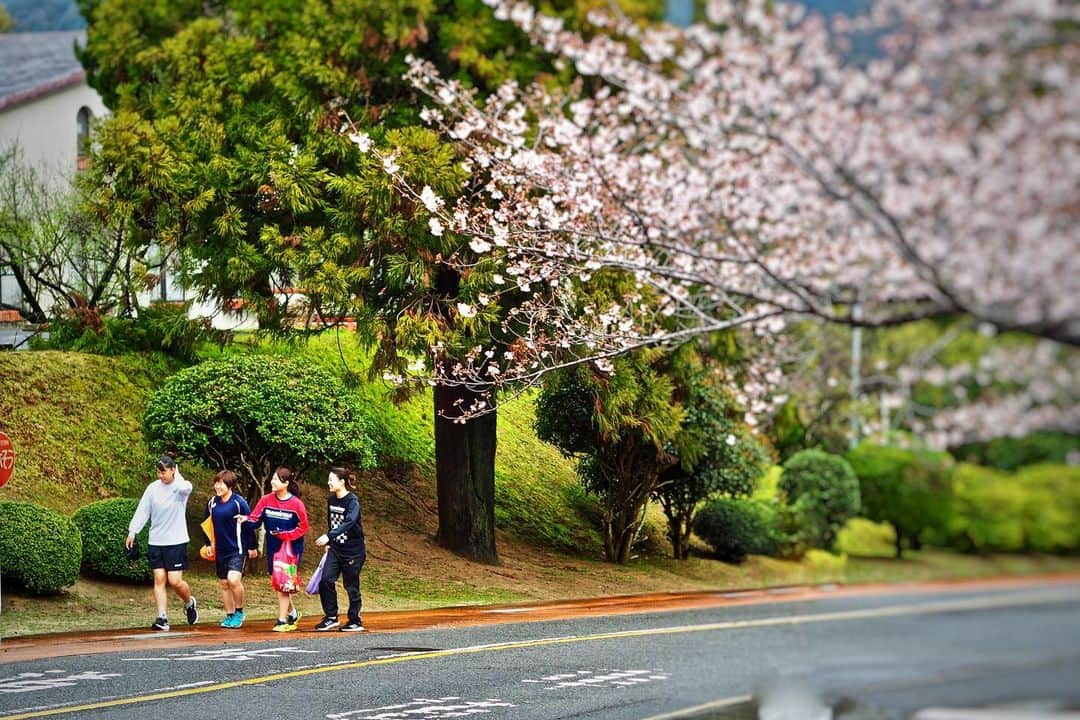 福岡女子短期大学さんのインスタグラム写真 - (福岡女子短期大学Instagram)「こんにちは、福岡女子短期大学です。 . 昼過ぎまで雨が降っていましたが、今は雨もやんで曇り空です。 . キャンパスの桜は今年もご覧のとおりとても綺麗に咲いています。もう少しで満開になりそうです。 . 4月1日の入学式は中止となりましたが、新入生オリエンテーションは4月1日～3日まで3日間開催されます。 . 満開の桜で新入生をお迎えできればと思います。 . #福岡女子短期大学　#福女短　#桜 ＃桜開花情報 . この投稿をご覧になって「いいね👍」「役に立った」と思われた方は、@fukuoka_wjc をフォローをお願いします🥺 . ========[ お知らせ ]======== . 福岡女子短期大学の資料（2020大学案内📕学生募集要項）を無料送付中です。本学ホームページ📲（http://www.fukuoka-wjc.ac.jp/siryo.html）からお気軽に申し込みください🌟 . 西鉄福岡（天神）駅🚋北口改札前・地下鉄🚃天神駅に設置されている資料ボックスに本学も参画しております。『2020大学案内📕』につきましてはこちらでも配布しております🖌 . ========================= . 子ども学科/健康栄養学科 音楽科/文化教養学科 . 【福岡女子短期大学】 http://www.fukuoka-wjc.ac.jp 住所：‪‪‪‪福岡県太宰府市五条四丁目16番‬1号‬‬‬ tel：092-922-4034‬‬‬（代表） fax：092-922-6453 . #桜 #さくら #太宰府 #お花見 #はなまっぷ #花フレンド #花好きな人と繋がりたい #キリトリセカイ #写真で伝えたい私の世界 #写真は心のシャッター #ダレカニミセタイケシキ #お写んぽ #ふんわり写真部 #dazaifu #cerasuscampanulata #prunus #cerasus #japanesecherry #sakura #cherryblossom #cherryblossoms #flower #flowers #zosteropsjaponicus #japanesewhiteeye #春は必ず来る」3月27日 17時21分 - fukuoka_wjc