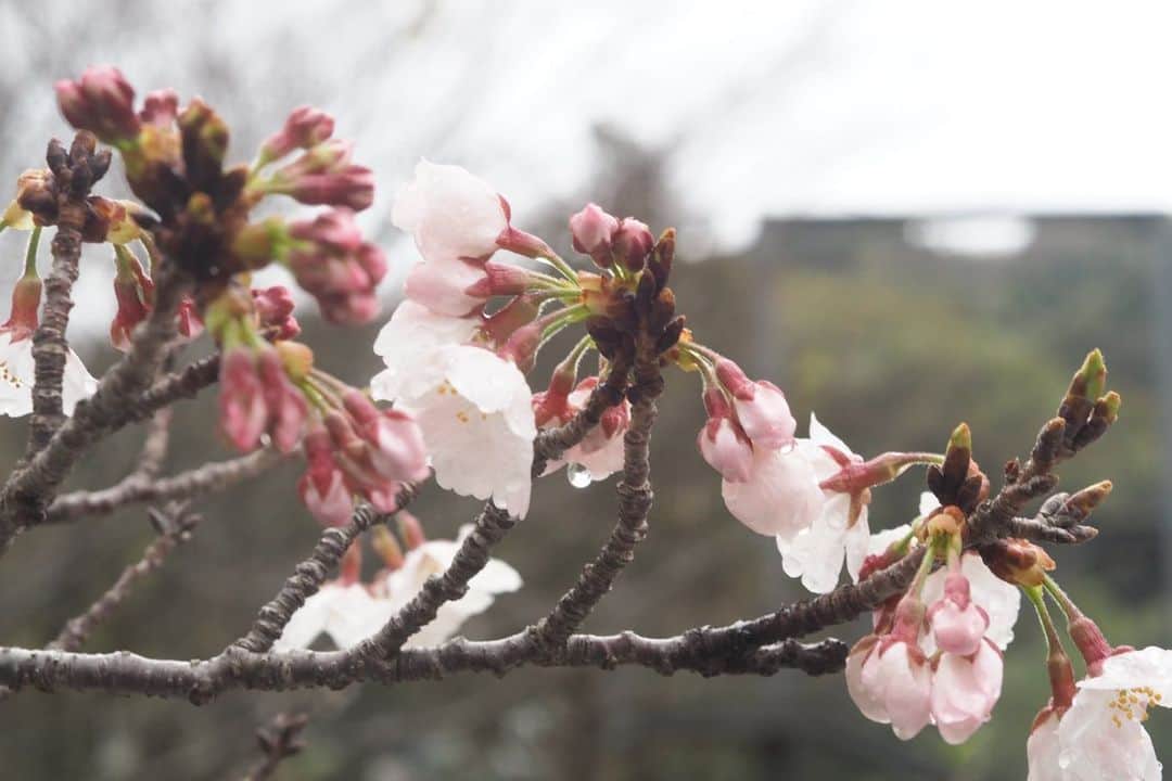 福岡女子短期大学さんのインスタグラム写真 - (福岡女子短期大学Instagram)「こんにちは、福岡女子短期大学です。 . 昼過ぎまで雨が降っていましたが、今は雨もやんで曇り空です。 . キャンパスの桜は今年もご覧のとおりとても綺麗に咲いています。もう少しで満開になりそうです。 . 4月1日の入学式は中止となりましたが、新入生オリエンテーションは4月1日～3日まで3日間開催されます。 . 満開の桜で新入生をお迎えできればと思います。 . #福岡女子短期大学　#福女短　#桜 ＃桜開花情報 . この投稿をご覧になって「いいね👍」「役に立った」と思われた方は、@fukuoka_wjc をフォローをお願いします🥺 . ========[ お知らせ ]======== . 福岡女子短期大学の資料（2020大学案内📕学生募集要項）を無料送付中です。本学ホームページ📲（http://www.fukuoka-wjc.ac.jp/siryo.html）からお気軽に申し込みください🌟 . 西鉄福岡（天神）駅🚋北口改札前・地下鉄🚃天神駅に設置されている資料ボックスに本学も参画しております。『2020大学案内📕』につきましてはこちらでも配布しております🖌 . ========================= . 子ども学科/健康栄養学科 音楽科/文化教養学科 . 【福岡女子短期大学】 http://www.fukuoka-wjc.ac.jp 住所：‪‪‪‪福岡県太宰府市五条四丁目16番‬1号‬‬‬ tel：092-922-4034‬‬‬（代表） fax：092-922-6453 . #桜 #さくら #太宰府 #お花見 #はなまっぷ #花フレンド #花好きな人と繋がりたい #キリトリセカイ #写真で伝えたい私の世界 #写真は心のシャッター #ダレカニミセタイケシキ #お写んぽ #ふんわり写真部 #dazaifu #cerasuscampanulata #prunus #cerasus #japanesecherry #sakura #cherryblossom #cherryblossoms #flower #flowers #zosteropsjaponicus #japanesewhiteeye #春は必ず来る」3月27日 17時21分 - fukuoka_wjc