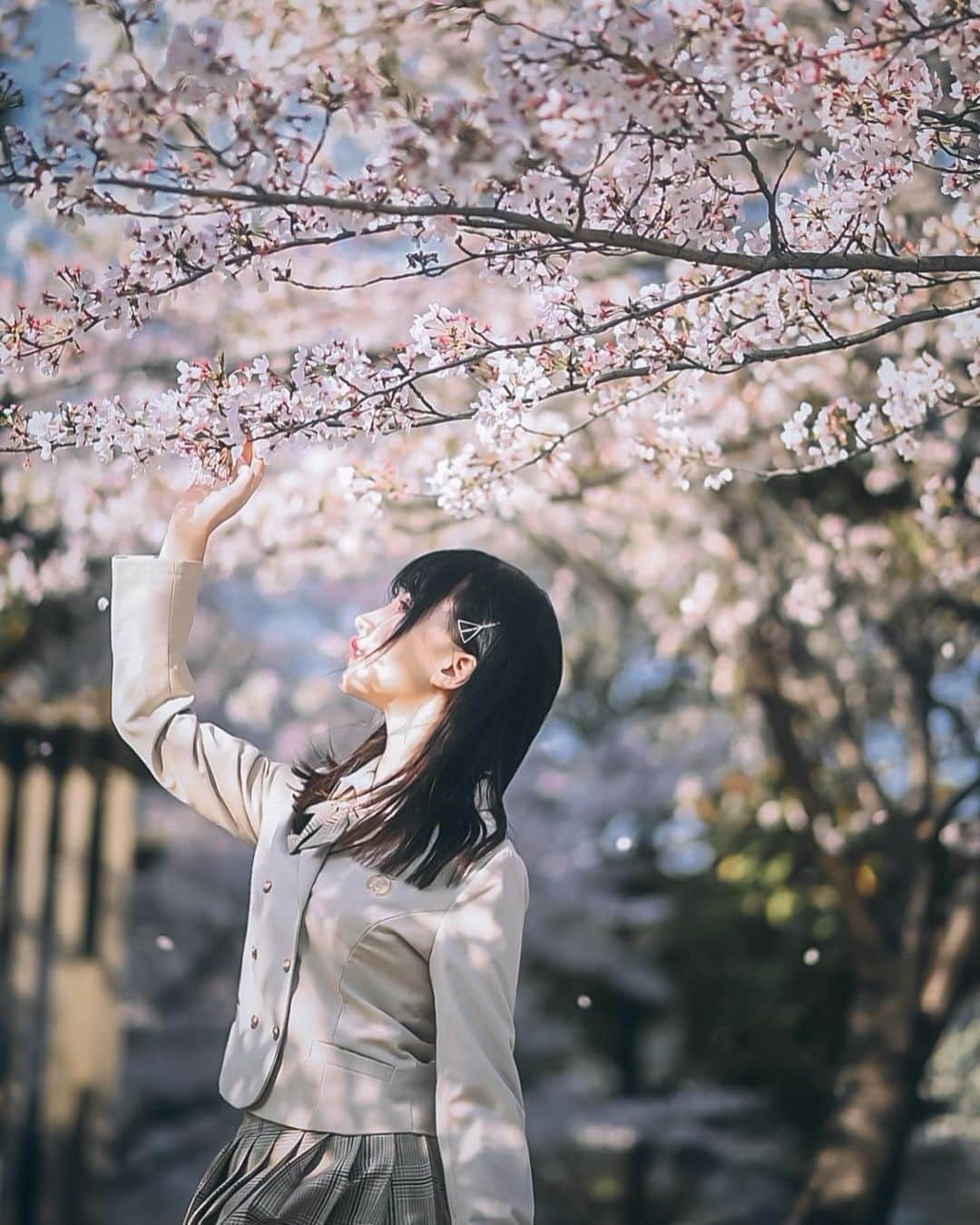 犬神洛洛子さんのインスタグラム写真 - (犬神洛洛子Instagram)「🌸想念一年前满开的樱花季」3月27日 17時17分 - rakukoo