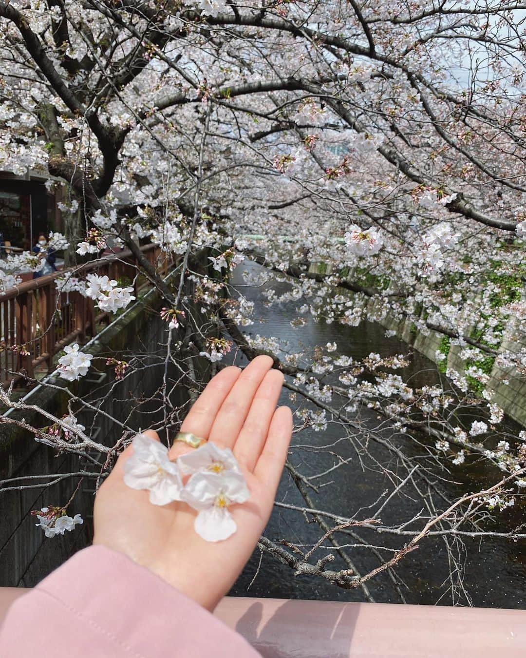 前田希美（まえのん）さんのインスタグラム写真 - (前田希美（まえのん）Instagram)「お仕事の移動中に目黒川を通ったら 桜が満開でした🌸  N WITH.の新作シャツワンピを着て るんるんです。  前が短くて後ろにかけて長くなってる アシメのデザインです。 シャツでシックに、そして 袖のリボンが甘さをプラスしてくれます。  カラバリも最高なので、 すっごく迷っちゃうと思う…(小声) 先に言っておきます。笑  裏地もしっかりついてるので 全く透けないし、袖は1枚なので涼しく着れます～☺︎︎ 本当におすすめポイントたくさんでお気に入り。  のんは全色買う予定！！ めっちゃ可愛いくできたので、 早く皆様にお届けしたいです♡ 発売をお楽しみに。  どうぶつの森のしすぎで、 落ちてる桜を見てたら頭につけたくなったのは内緒。  #のんの私服 #nwith #エヌウィズ  #目黒川 #目黒川桜 #🌸 #meguroriver @n_with_official」3月27日 17時18分 - maeda_nozomi