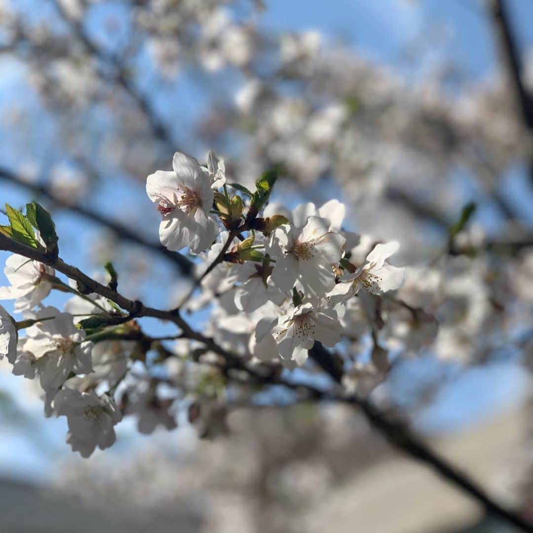 小祝麻里亜さんのインスタグラム写真 - (小祝麻里亜Instagram)「とある日。春から小学校に入学する、ちっちゃいお友達が撮ってくれました😊📸ありがとう〜✨関東の桜は葉が生えてきたり、満開だったり、まだ8分咲きだったり？ 今年もたくさん温かい気持ちにしてくれてありがとう🌸🌸🌸#桜 #sakura #벚꽃  one-piece. @seventenbymihokawahito  shoes. JACK PURCELL ( @converse_jp ) ＿＿＿＿＿＿＿＿ #outfit #coordinate #look #instafashion #셀스타그램 #얼스타그램 #코디 #스타일링 #데일리 #데일리룩 #오오티디  #コーデ #ワンピースコーデ」3月27日 17時37分 - maria_koiwai