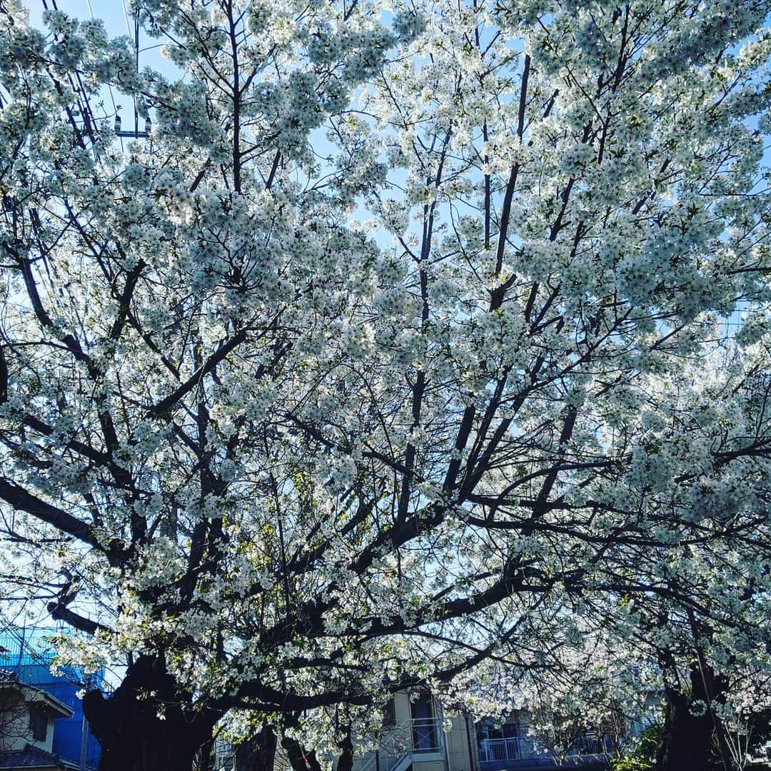 磯部正文のインスタグラム：「さくらの日🌸」