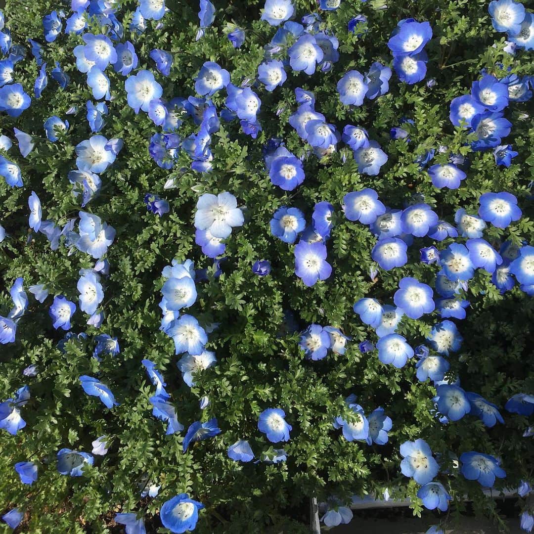 牧野誠三さんのインスタグラム写真 - (牧野誠三Instagram)「季節の変わり目に、梅田の通勤路にある花の植栽💐🌸🌼。 数日後には、可愛い花が植えられていました。 季節ごとに植え替えられ、季節感を目にくれます。 もうすぐ四月。明るい話をしたいです！ #ytvアナウンサー  #ytv  #牧野誠三 #花壇 #大阪梅田 #花の植え替え #ハッシュタグバトルツアー #もうすぐ四月 #季節感たっぷり #大阪駅」3月27日 17時59分 - makino_seizo_freeter
