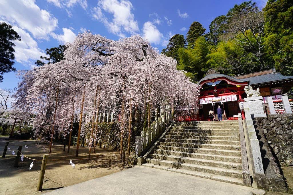 福島県さんのインスタグラム写真 - (福島県Instagram)「来て！ 小川諏訪神社の桜 樹齢500年以上を誇り、いわき市の天然記念物にも指定されているシダレザクラです。石垣で組まれた一段高い拝殿から流れるように咲き誇る姿は優雅で美しく、訪れる人々を魅了しています。※現在見頃となっています。写真は以前のものです。 #いわき市 #小川諏訪神社 #桜 #シダレザクラ #福島 #ふくしま #ふくしまからはじめよう #来て #fukushima #traveljapan #futurefromfukushima #japantrip #fukushimatrip #art_of_japan #instagramjapan #japan_of_insta  #insta_fukushima  #special_spot_」3月27日 18時00分 - realize_fukushima
