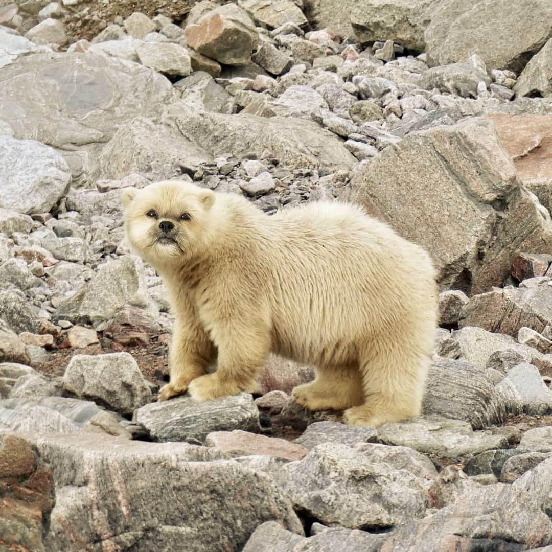 Original Teddy Bear Dogさんのインスタグラム写真 - (Original Teddy Bear DogInstagram)「Meanwhile, in a land far far away...I'm a polar bear 😂🐻 Thanks @pixelmatedanimals」3月28日 4時59分 - munchkintheteddybear