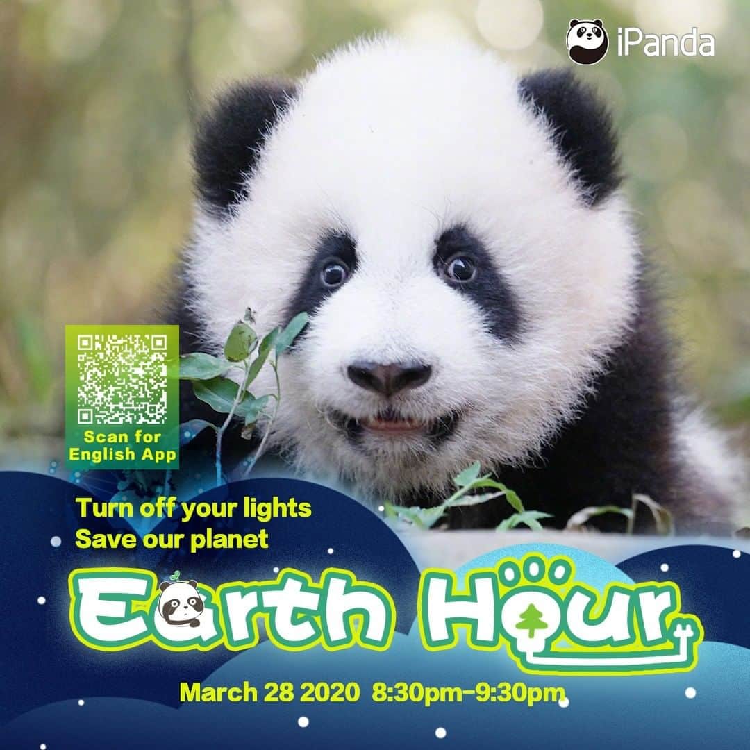 iPandaさんのインスタグラム写真 - (iPandaInstagram)「Here comes the Earth Hour! Let's follow pandas' initiative: Turn off your lights; save our planet together! 🐼 🐾 🐼 #panda #ipanda #animal #pet #adorable #China #travel #pandababy #cute #photooftheday #Sichuan #cutepanda #animalphotography #cuteness #cutenessoverload」3月28日 4時00分 - ipandachannel