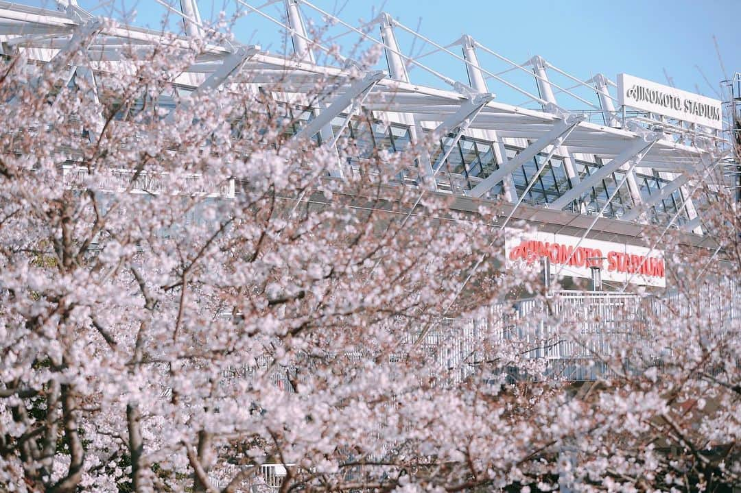 FC東京オフィシャルグッズさんのインスタグラム写真 - (FC東京オフィシャルグッズInstagram)「#桜 🌸✨😊 #さくらの日 @fctokyoofficial  #FC東京 #味の素スタジアム #fctokyo #tokyo」3月27日 20時26分 - fctokyoofficial