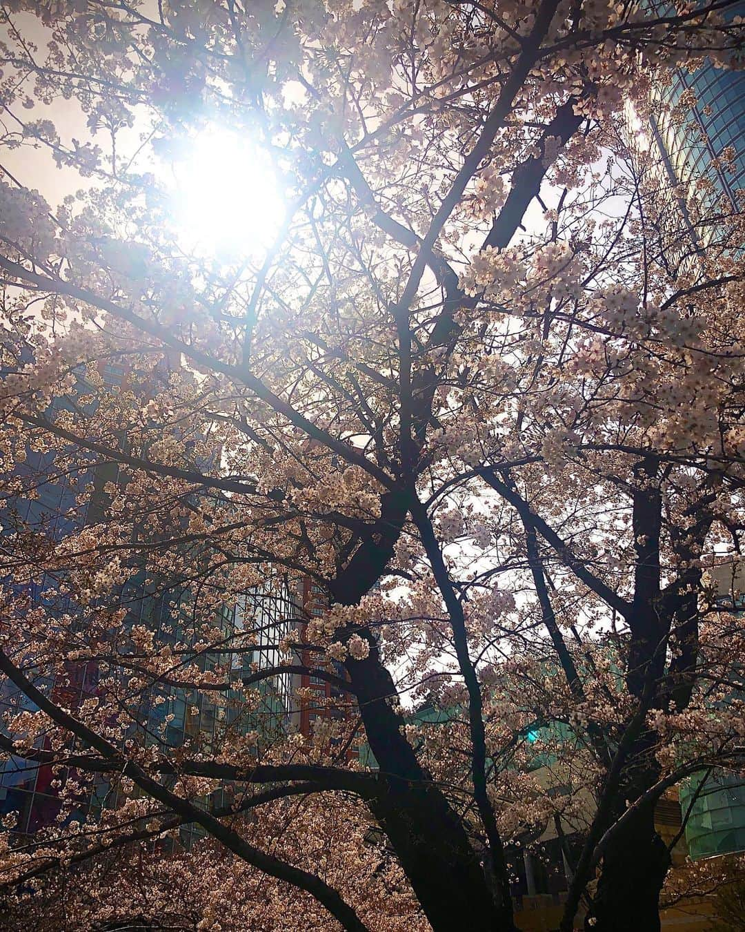 角谷暁子さんのインスタグラム写真 - (角谷暁子Instagram)「‪帰り道、隙間から太陽☀︎ ‪あす朝は #日経プラス10サタデー #ニュースの疑問 を担当します！」3月27日 20時20分 - kadoya_akiko