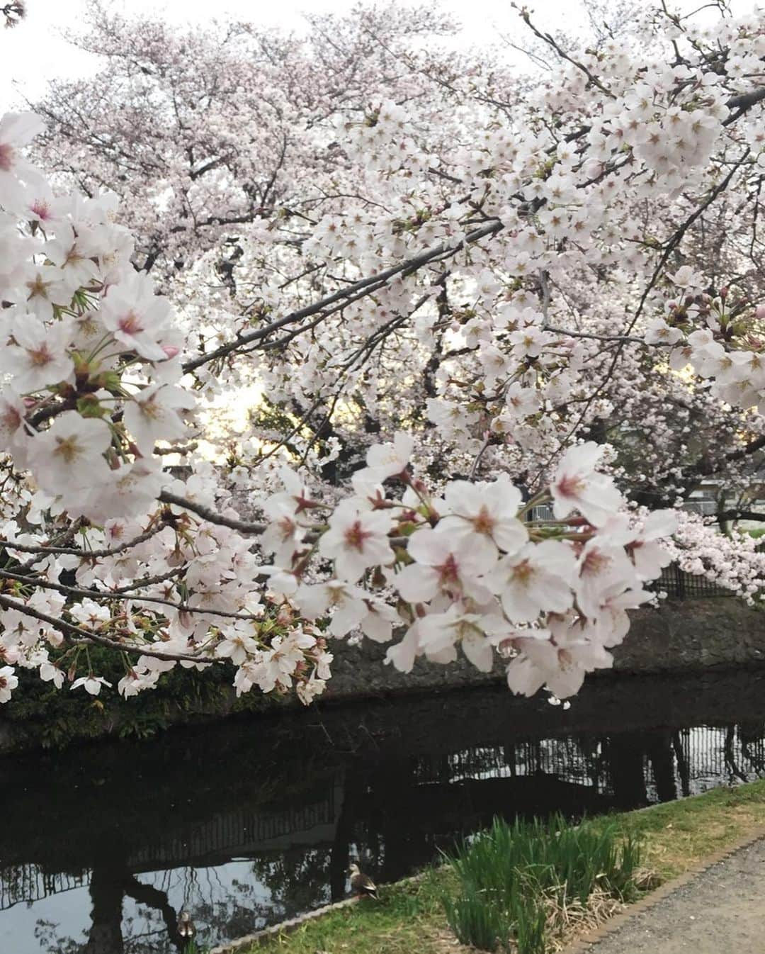 友常勇気さんのインスタグラム写真 - (友常勇気Instagram)「Beautiful😍❤️ #友常勇気 #母上より #桜の写真 #頂きました #写真でお花見気分」3月27日 20時34分 - yuki_tomotsune