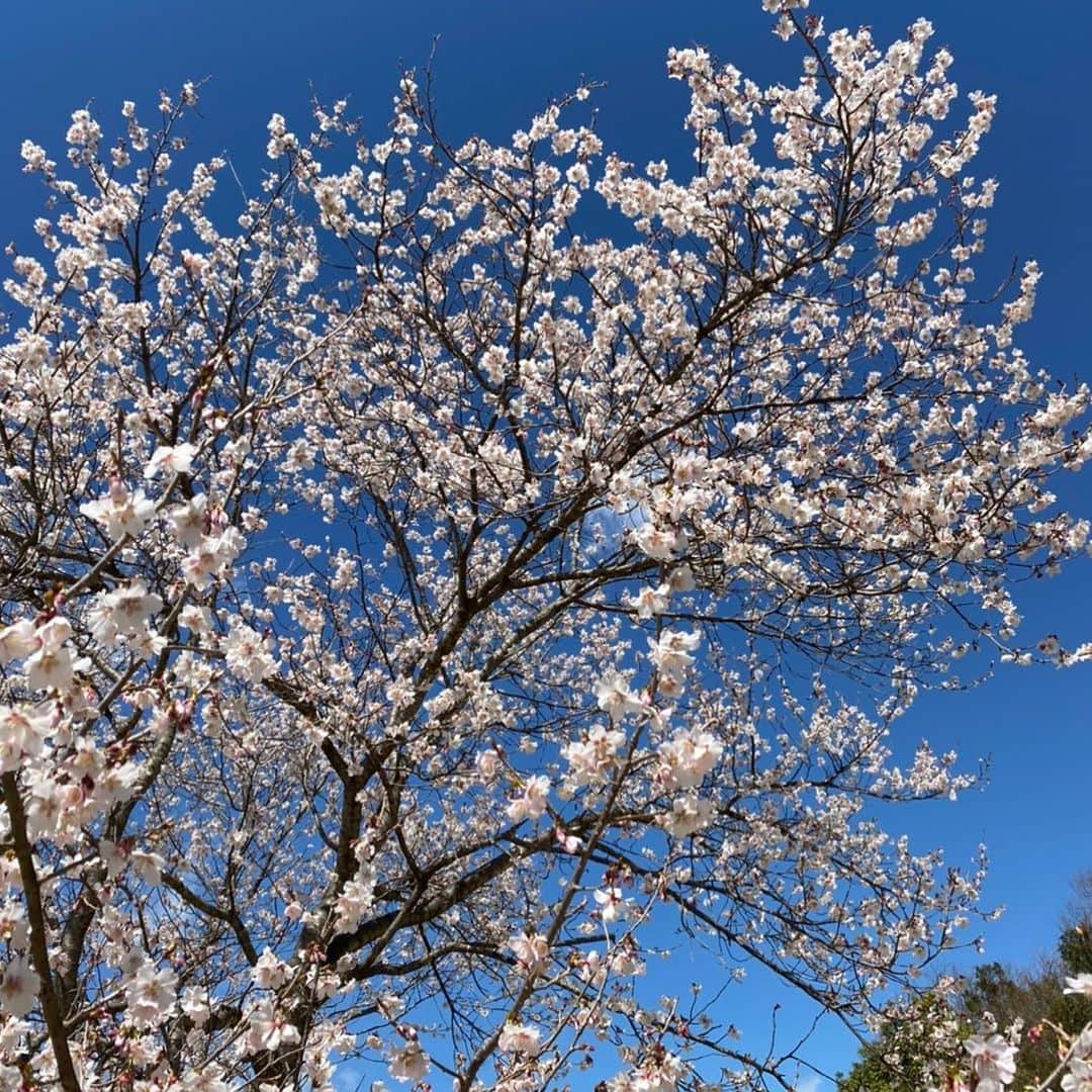 磯山さやかさんのインスタグラム写真 - (磯山さやかInstagram)「いつの間にか満開🌸 上を向いて深呼吸して 落ち着いていきましょう。」3月27日 20時30分 - sayakaisoyama