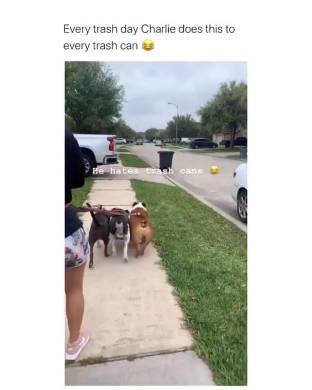 Funny Postsのインスタグラム：「••••••••••• 😂 My dog going on his 69th walk of the day... 💬 Video by: @tristoncoleglamour 🎥 Double tap for more videos!」