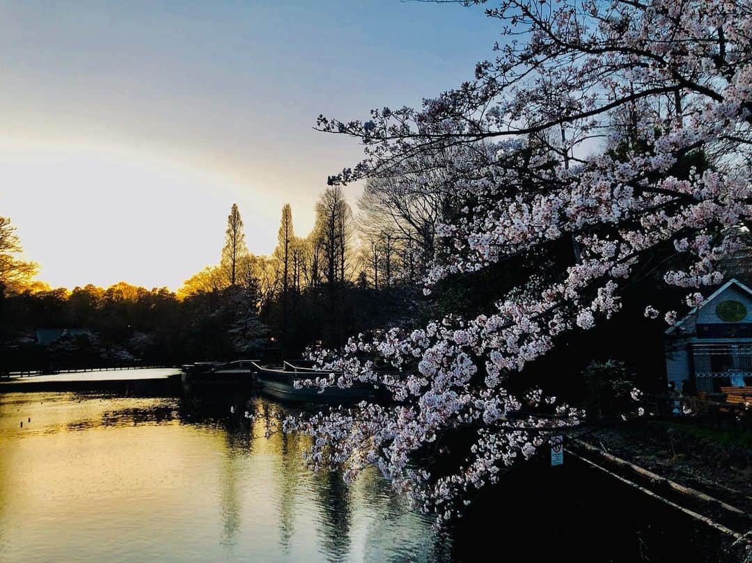 三澤康平さんのインスタグラム写真 - (三澤康平Instagram)「#さくら #桜」3月27日 20時50分 - misawa_kohei