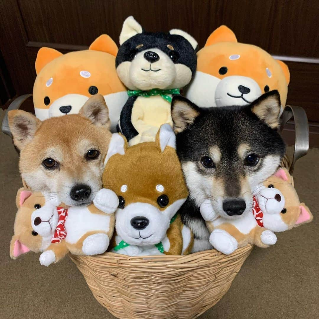 豆柴なつ&ふゆさんのインスタグラム写真 - (豆柴なつ&ふゆInstagram)「Assorted Shiba😂😂💓 柴詰め合わせ😂😂💓 #shibaaaaainu #shibaaddict #詰め合わせ#assort  #シバフル#柴犬#豆柴#mameshiba #shiba #shibainu #shibagram #todaysdog #柴犬マニア #shibalovers #instashiba #shibasofinstagram  #iloveshiba #犬ら部 #mofmo #犬バカ部 #instadog #dogstagram #dogsofinstagram #🐕📷 #しばいぬ #shiba_snap  #shibalove #ふわもこ部 #pecodogs #japanesedog」3月27日 20時48分 - mameshiba.natsuinu56