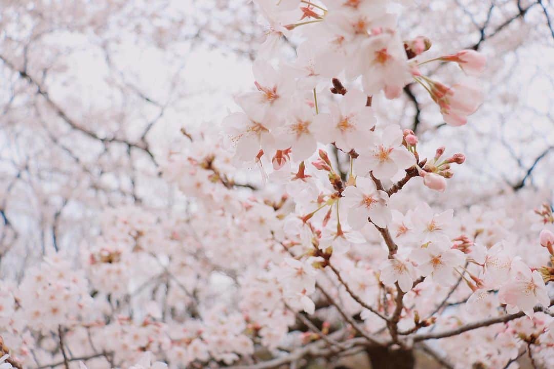 のインスタグラム：「今日は #桜の日 みたいなので この間撮った桜の写真を📸🌸 もう満開でとても綺麗でした♡ お家にも桜欲しい🥺🌸 ㅤㅤㅤㅤㅤㅤㅤㅤㅤㅤㅤㅤㅤ #sakura #camera #桜 #さくらの日 #カメラ」