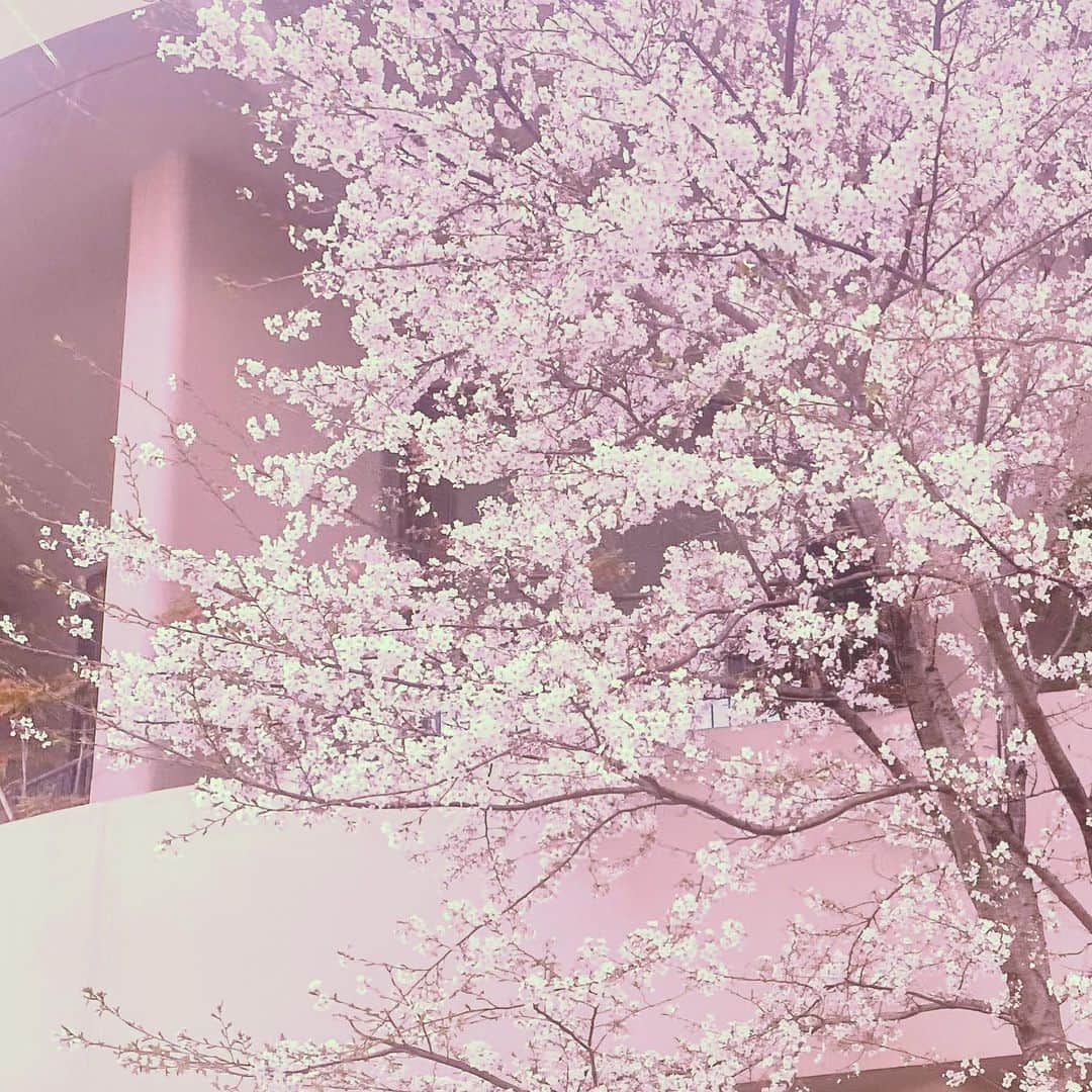 Saschaさんのインスタグラム写真 - (SaschaInstagram)「#桜 2020.3.27 #cherryblossom #japan #spring #tokyo #sascha #サッシャ #東京 #春 #beautifulnature」3月27日 21時03分 - sascha348