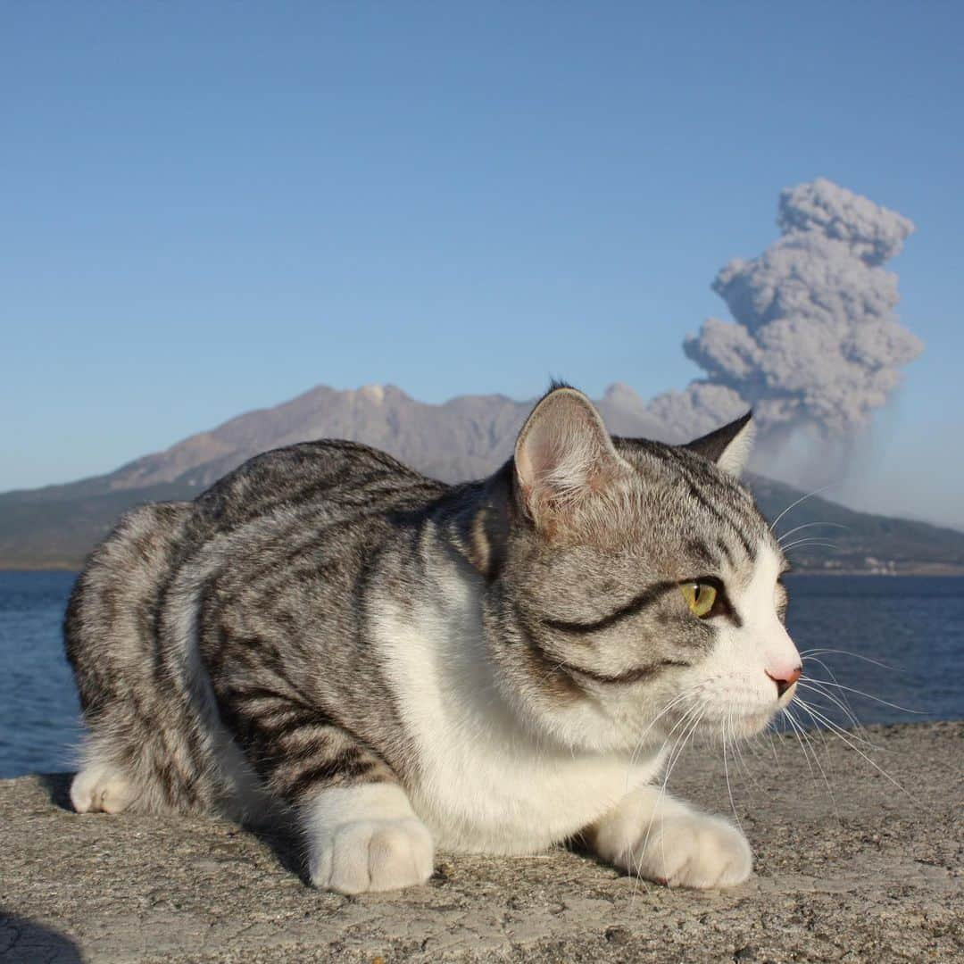 Nyankichi Noranekoさんのインスタグラム写真 - (Nyankichi NoranekoInstagram)「西郷どんとぼくの故郷🌋かごんまにおじゃったもんせ😸(1/3)  Kagoshima prefecture is in the south of Kyushu, the southernmost of the four major Japanese islands. About 1.6 million people live in Kagoshima. Sakurajima in Kagoshima is one of Japan’s most active volcanoes. Small eruptions occur on Sakurajima on almost daily basis. Volcanic materials in the soil make Sakurajima a source for Sakurajima-Daikon radishes, roughly the size of a basketball. Given the area’s volcanic activity, natural hot springs are found in abundance. Ibusuki city is famous for its sand steamed hot spring. The Japan Aerospace Exploration Agency, JAXA, has the country’s main launch facility in Tanegashima island of Kagoshima prefecture. Kagoshima is recognized as the home to Shochu, traditional alcoholic beverages of Japan. Shochu is rich in variety and generally made from sweet potato, barley, or rice. Kagoshima is also famous for its Kurobuta Berkshire pork. “Kurobuta” means black pig in Japanese. Yakushima island is registered as a World Natural Heritage. The island is covered by an extensive cedar forest that contains some of Japan’s oldest living trees.  #猫 #고양이 #แมว #貓 #кошка #qata #chat #ニャンスタグラム #gato #喵星人 #ねこ部 #旅猫 #動物 #ねこのきもち #ニャン吉 #kawaii #保護猫 #イケニャン #japan #猫写真 #ねこ #mèo #kucing #ネコ #旅貓 #鹿児島 #kagoshima #桜島 #鹿児島市」3月27日 21時07分 - noraneko_nyankichi