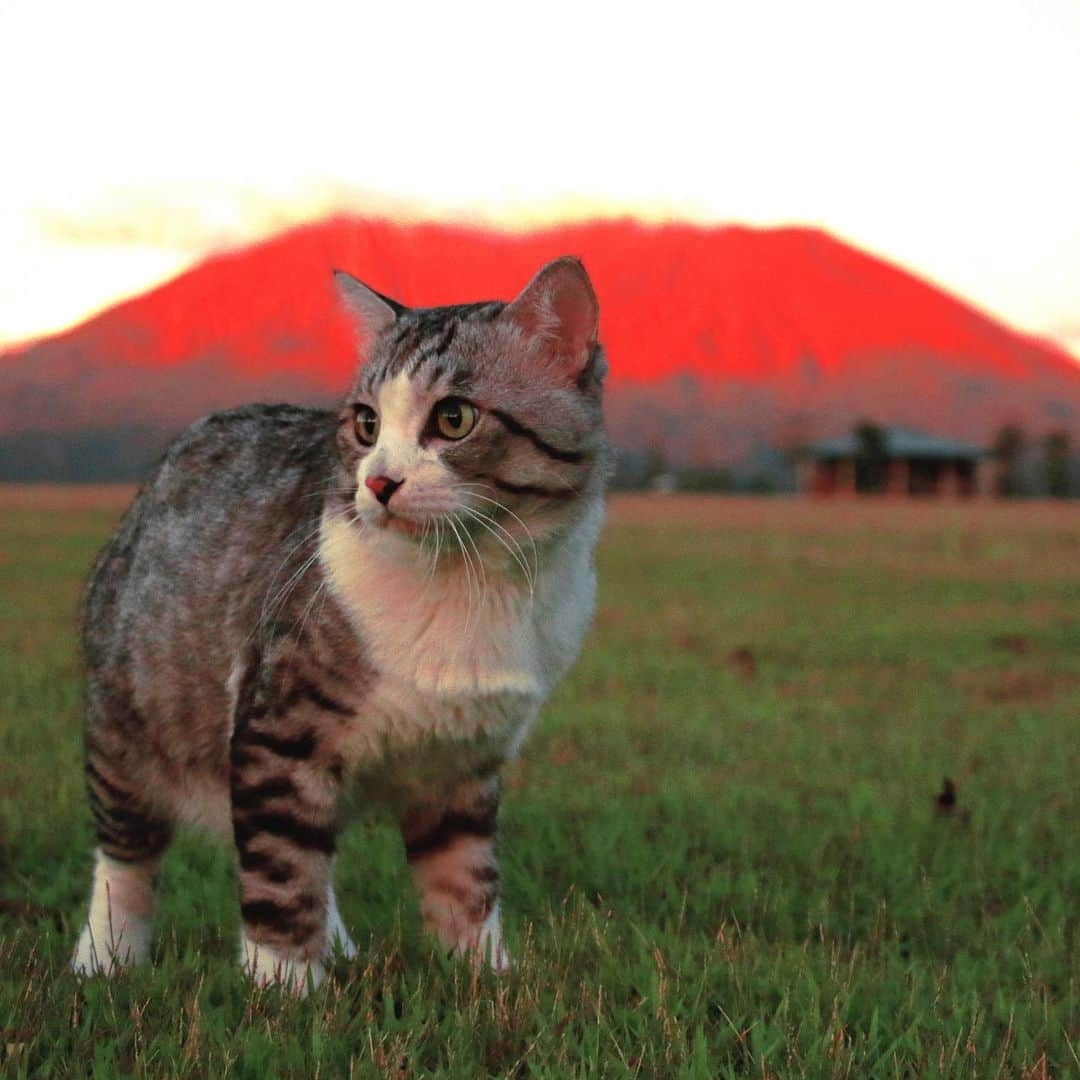 Nyankichi Noranekoさんのインスタグラム写真 - (Nyankichi NoranekoInstagram)「西郷どんとぼくの故郷🌋かごんまにおじゃったもんせ😸(1/3)  Kagoshima prefecture is in the south of Kyushu, the southernmost of the four major Japanese islands. About 1.6 million people live in Kagoshima. Sakurajima in Kagoshima is one of Japan’s most active volcanoes. Small eruptions occur on Sakurajima on almost daily basis. Volcanic materials in the soil make Sakurajima a source for Sakurajima-Daikon radishes, roughly the size of a basketball. Given the area’s volcanic activity, natural hot springs are found in abundance. Ibusuki city is famous for its sand steamed hot spring. The Japan Aerospace Exploration Agency, JAXA, has the country’s main launch facility in Tanegashima island of Kagoshima prefecture. Kagoshima is recognized as the home to Shochu, traditional alcoholic beverages of Japan. Shochu is rich in variety and generally made from sweet potato, barley, or rice. Kagoshima is also famous for its Kurobuta Berkshire pork. “Kurobuta” means black pig in Japanese. Yakushima island is registered as a World Natural Heritage. The island is covered by an extensive cedar forest that contains some of Japan’s oldest living trees.  #猫 #고양이 #แมว #貓 #кошка #qata #chat #ニャンスタグラム #gato #喵星人 #ねこ部 #旅猫 #動物 #ねこのきもち #ニャン吉 #kawaii #保護猫 #イケニャン #japan #猫写真 #ねこ #mèo #kucing #ネコ #旅貓 #鹿児島 #kagoshima #桜島 #鹿児島市」3月27日 21時07分 - noraneko_nyankichi