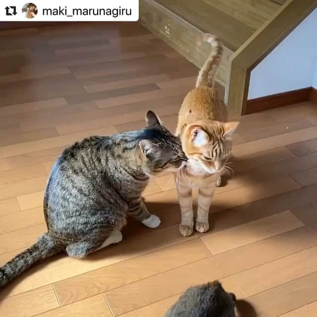 ねこのインスタグラム