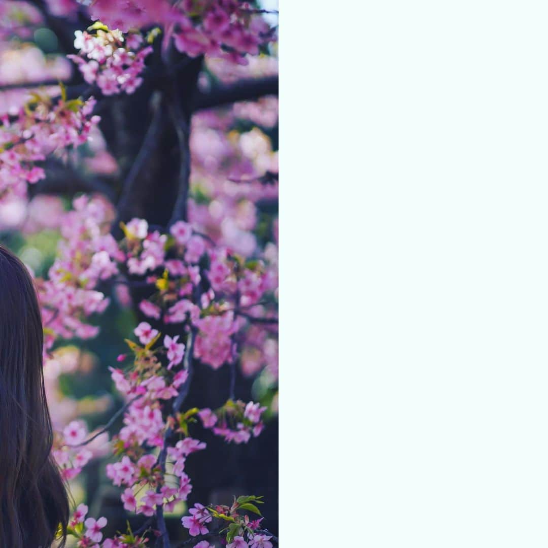 なつさんのインスタグラム写真 - (なつInstagram)「毎年見てる桜も 今年は桜の周りに人が少なくて 桜がちょっぴり寂しい顔をしてるように感じた。 #桜　#🌸　#ポートレート　#2020桜　#写真　#ポートレート撮影 #被写体　#代々木公園　#被写体募集中 #photography #photo #blossom #flower #japan #yoyogipark #spring #観光　#camera #カメラ」3月27日 21時21分 - aluvdesu