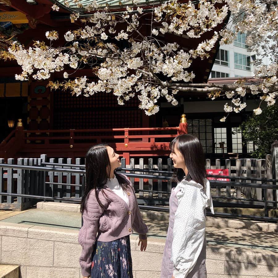 前川歌音のインスタグラム：「毎年春になると桜は咲くね🌸」