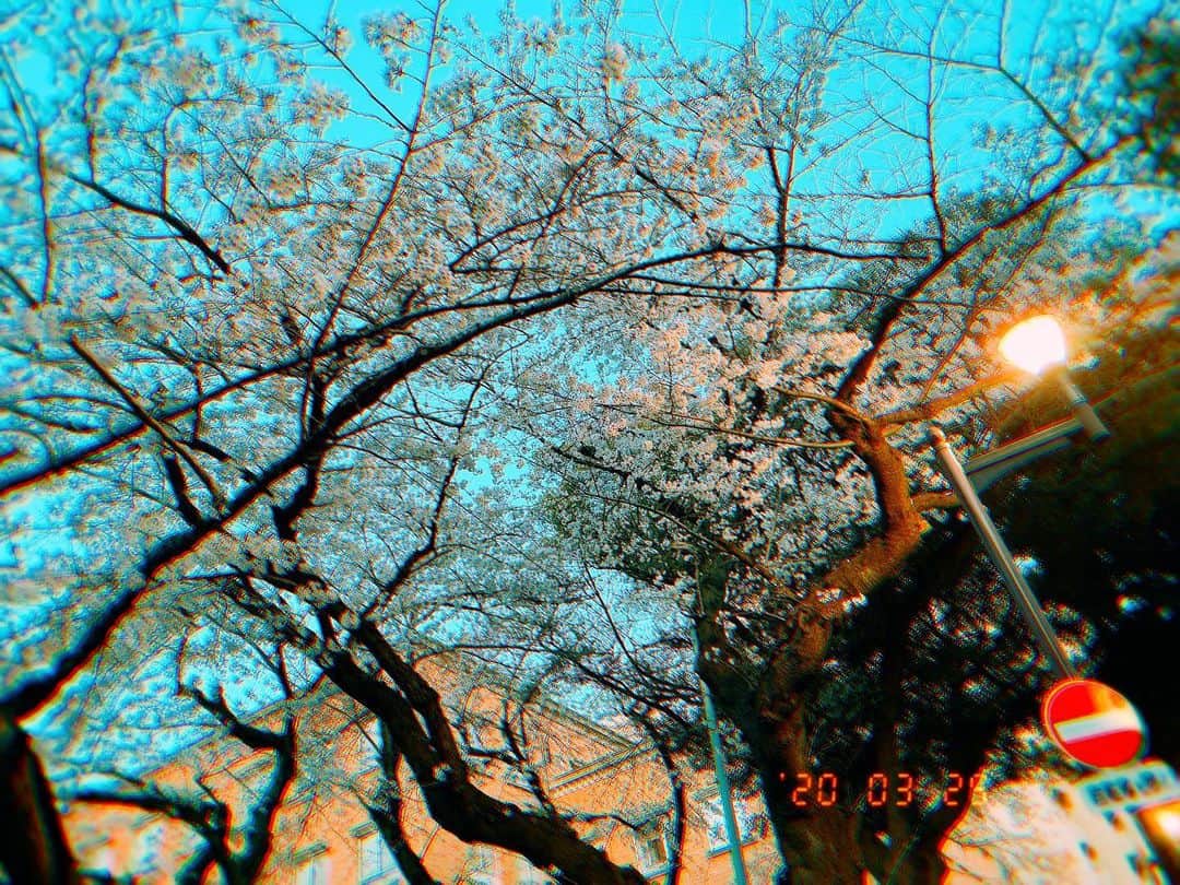 北原里英さんのインスタグラム写真 - (北原里英Instagram)「週末は、 のんびりお家で過ごしましょう🌸 今年は、お花見があまりできなさそうで その分通りかかったときはたくさん桜を感じてます🌸 明日明後日、インスタのストーリー たくさん更新するね☺️🙏🏻✨ . . #さくら #桜 #🌸」3月27日 21時44分 - rie_kitahara_3