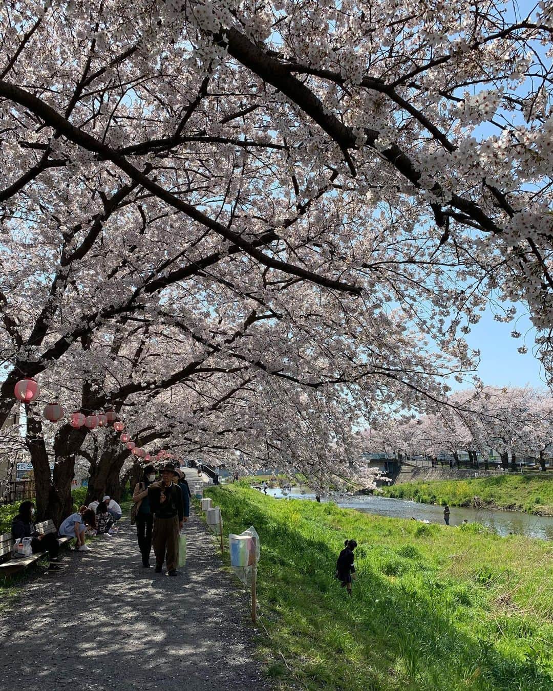 Anji SALZさんのインスタグラム写真 - (Anji SALZInstagram)「Yesterday @realjapanesegardens and I met in the countryside for a “social distancing hanami” 🤪🌸 I cycled 35km in total, there were distant greetings and our sheets had 1.5m distance 😂👌🏻 No food was shared either.  Such a nice way to see a friend again and enjoy a bit of spring time without compromising anyone’s safety. And it was a hell of a workout 😂  昨日は「ソーシャルディスタンス花見」をやってみた。🌸🌸 田舎に片道一時間半をサイクリング、友達とのシートを1.5メートルを離れたままで花見。食べ物もシェアしない。 久々に友達と会えて嬉しかった❤️ スーパーや散歩以外に家を出ない生活は3週間になりました。 皆さん、マジで家に居て下さいよ。今週末だけでなく！  #socialdistancing #japan」3月27日 21時50分 - salztokyo