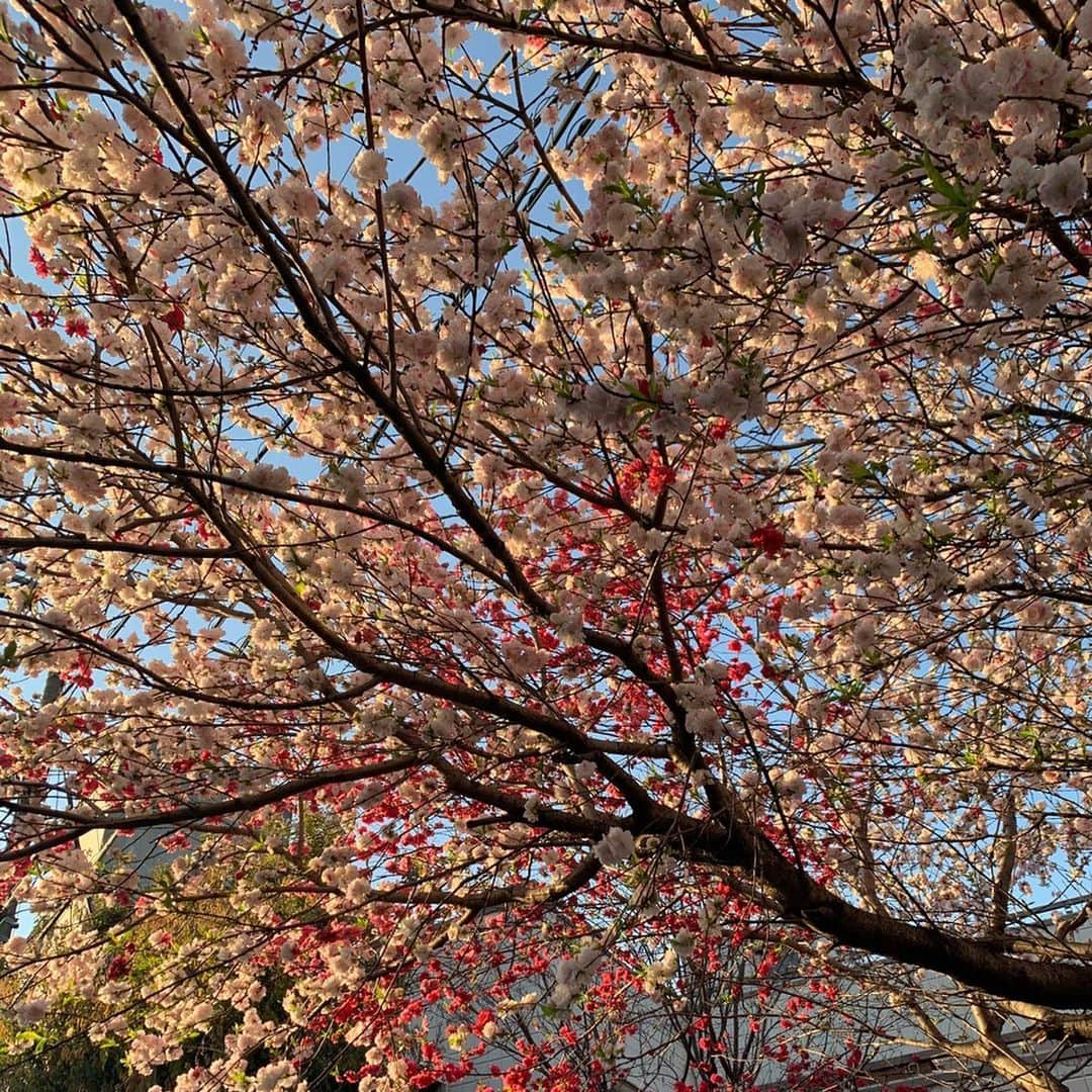 瑞羽奏都（水谷美月）さんのインスタグラム写真 - (瑞羽奏都（水谷美月）Instagram)「‪明日明後日(28,29日)と、『BOAT RACE TIME』に出演します📺　‬ ‪2月の出演が中旬だったので、ちょっと間があきまして…楽しみだけど、緊張するなぁ(笑)‬ GI尼崎とGⅡ大村の情報中心です🚤 スカパー！JLC 680 21時〜 良かったら、ぜひご視聴下さい✨  いつかの…🌸‬ 知人が撮ってくれたというか、撮られてた📸(笑) そして、濃い色と薄い色が一緒に咲いてる桜も見つけました✨  #水谷美月 #瑞羽奏都 ﻿﻿ #ボートレース #ボートレースタイム ﻿ #boatrace #boatracetime ﻿ #jlc #レジャーチャンネル ﻿ #スカパー #cs﻿ #ボートレース尼崎 #ボートレース大村 #g1 #g2  #桜 #sakura #お花見散歩  #ポートレート#自然体」3月27日 22時04分 - mizuki.m_mizuha