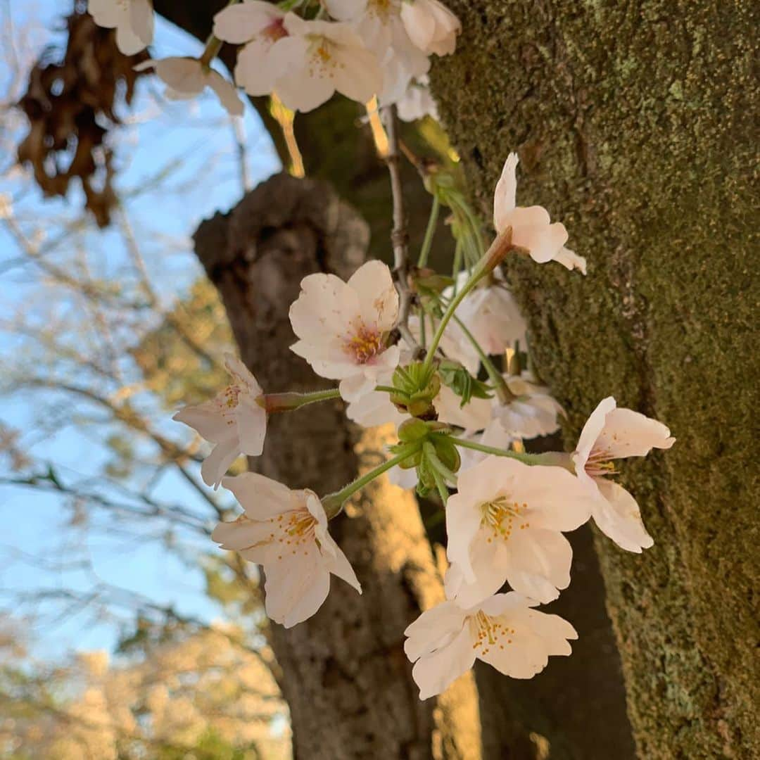 瑞羽奏都（水谷美月）さんのインスタグラム写真 - (瑞羽奏都（水谷美月）Instagram)「‪明日明後日(28,29日)と、『BOAT RACE TIME』に出演します📺　‬ ‪2月の出演が中旬だったので、ちょっと間があきまして…楽しみだけど、緊張するなぁ(笑)‬ GI尼崎とGⅡ大村の情報中心です🚤 スカパー！JLC 680 21時〜 良かったら、ぜひご視聴下さい✨  いつかの…🌸‬ 知人が撮ってくれたというか、撮られてた📸(笑) そして、濃い色と薄い色が一緒に咲いてる桜も見つけました✨  #水谷美月 #瑞羽奏都 ﻿﻿ #ボートレース #ボートレースタイム ﻿ #boatrace #boatracetime ﻿ #jlc #レジャーチャンネル ﻿ #スカパー #cs﻿ #ボートレース尼崎 #ボートレース大村 #g1 #g2  #桜 #sakura #お花見散歩  #ポートレート#自然体」3月27日 22時04分 - mizuki.m_mizuha