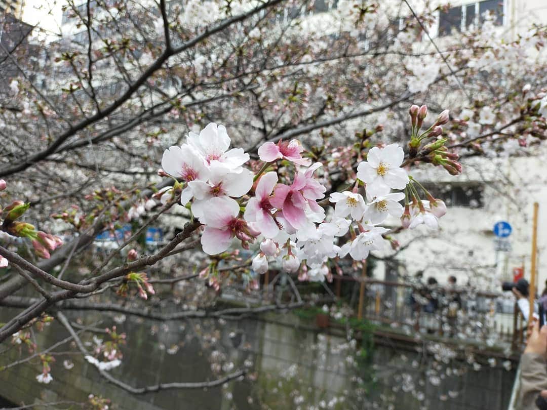 木嶋のりこさんのインスタグラム写真 - (木嶋のりこInstagram)「ゆっころとちょめと中目黒でランチして、桜を見ながら渋谷までおさんぽ٭❀* . 久しぶりに会えたのが嬉しくてずーっとまったり話して、 心が沢山和んだ٭❀* 愛おしい時間だったなぁ～ . 桜も綺麗だったけど、川のほとりの切り株が可愛くて、今日のお気に入りで賞。 #桜 #写真 #中目黒」3月27日 22時11分 - noriko_kohara