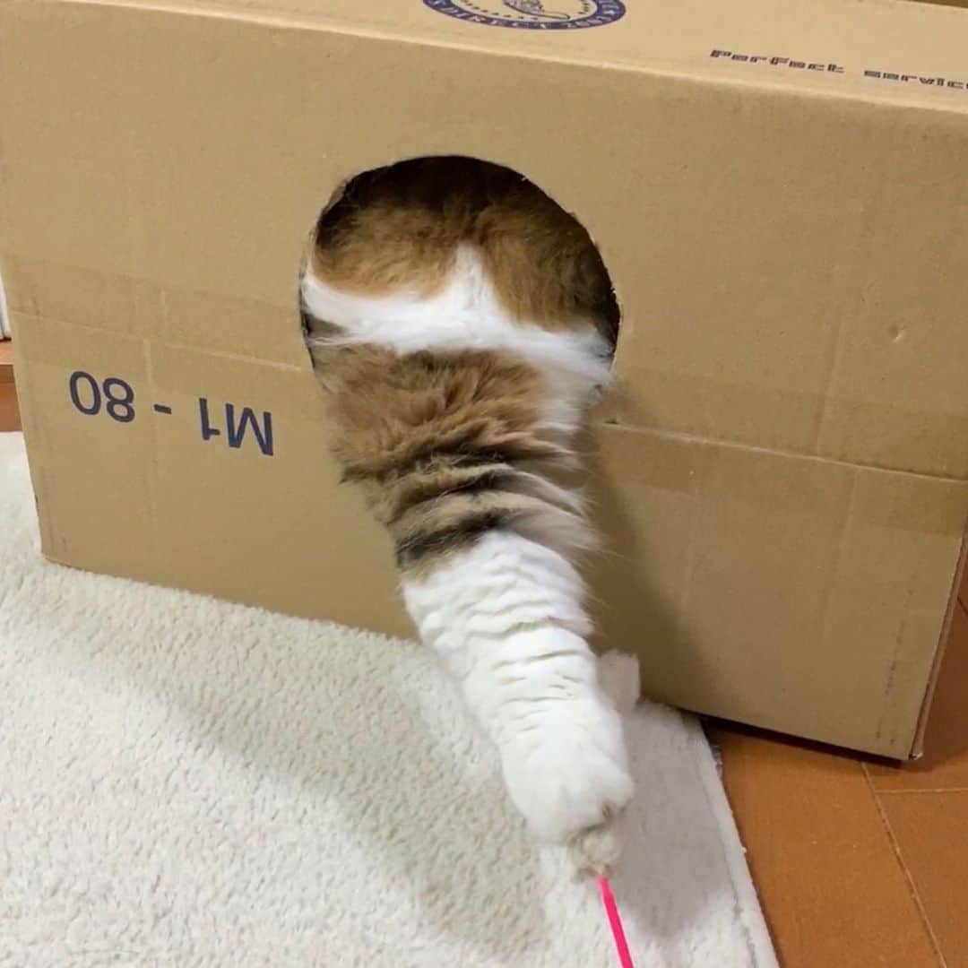 ひのき猫さんのインスタグラム写真 - (ひのき猫Instagram)「おてては最大ここまで伸びます(・ω・)ノ」3月27日 22時11分 - hinoki.cute.kitten