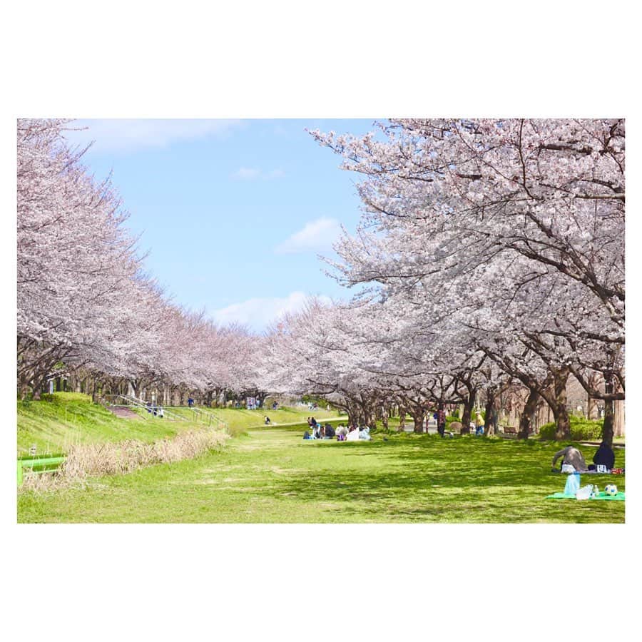 小林由佳さんのインスタグラム写真 - (小林由佳Instagram)「From this weekend  it's not allowed to see/enjoy cherry blossom anymore especially around TOKYO. ・ I was luck that even short time I could see cherry blossom my last day off. ・ so I would share such a beautiful view and share the spring🌸🦜 ・ 少し前だけど 少しだけ見られた桜と庭のどこかで鳴く鶯🌸¨̮」3月27日 22時13分 - yuca_tan