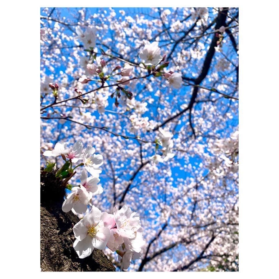小林由佳さんのインスタグラム写真 - (小林由佳Instagram)「From this weekend  it's not allowed to see/enjoy cherry blossom anymore especially around TOKYO. ・ I was luck that even short time I could see cherry blossom my last day off. ・ so I would share such a beautiful view and share the spring🌸🦜 ・ 少し前だけど 少しだけ見られた桜と庭のどこかで鳴く鶯🌸¨̮」3月27日 22時13分 - yuca_tan